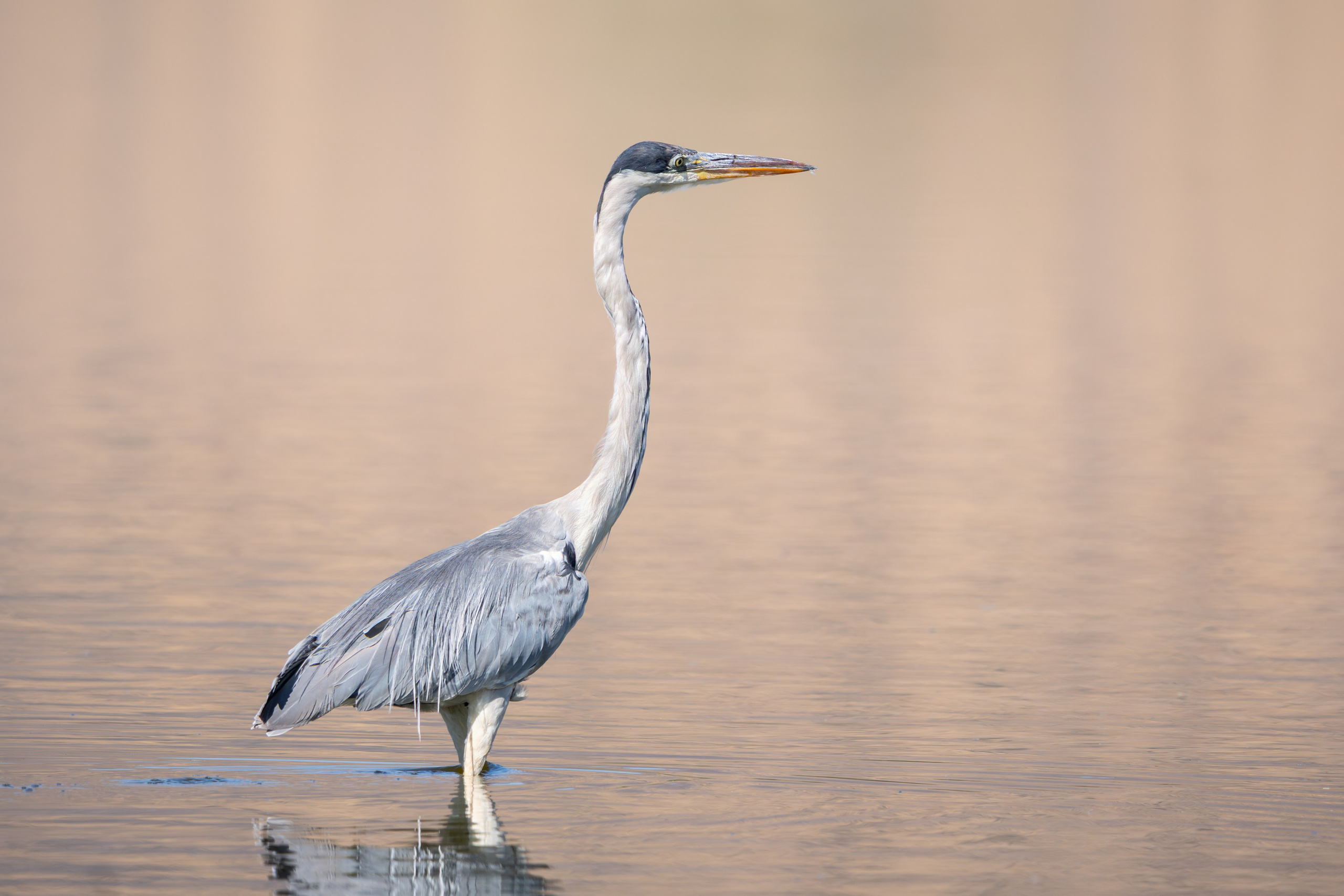 Avifauna. C Λ S N Λ | Fotografías