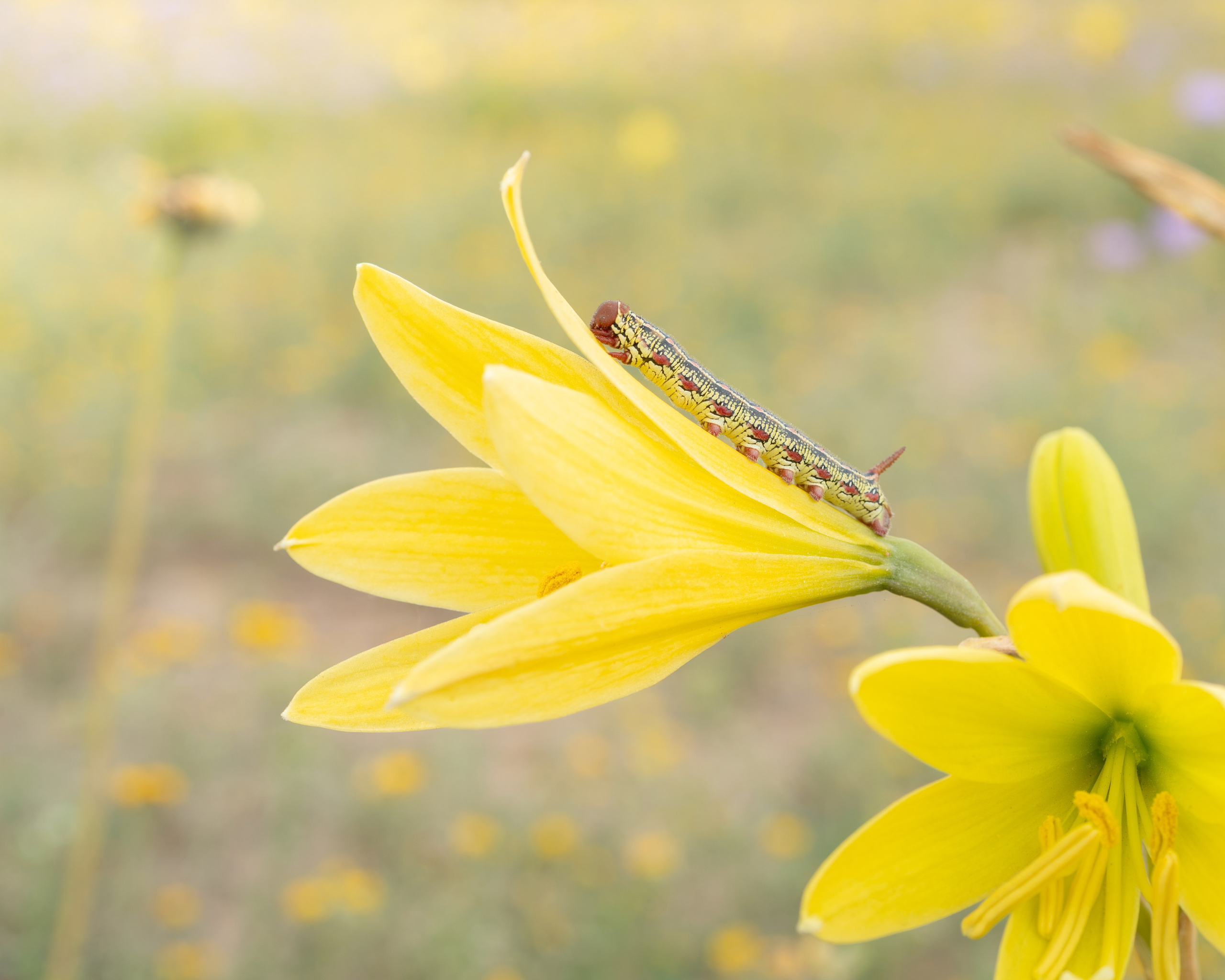 Flora. C Λ S N Λ | Fotografías