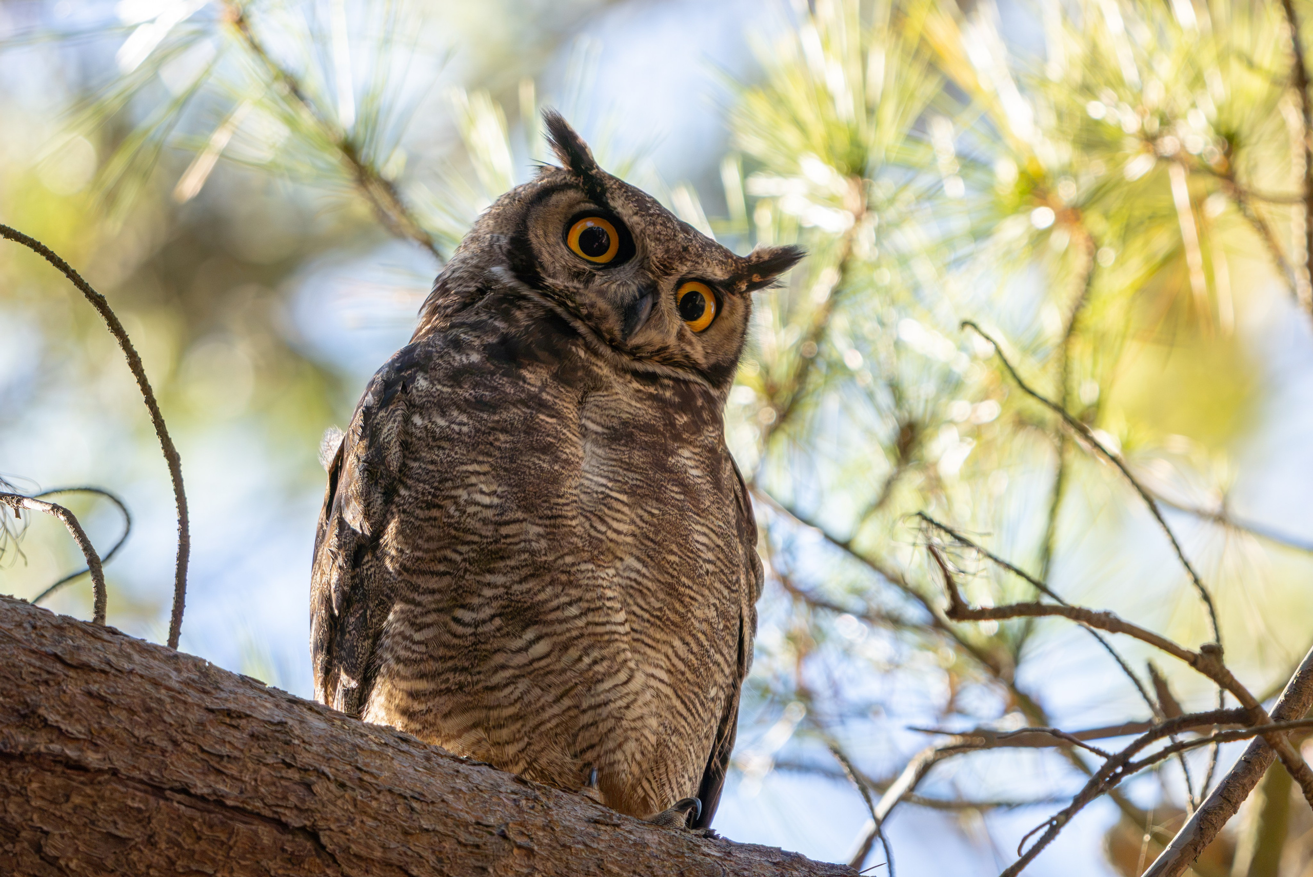 Avifauna. C Λ S N Λ | Fotografías