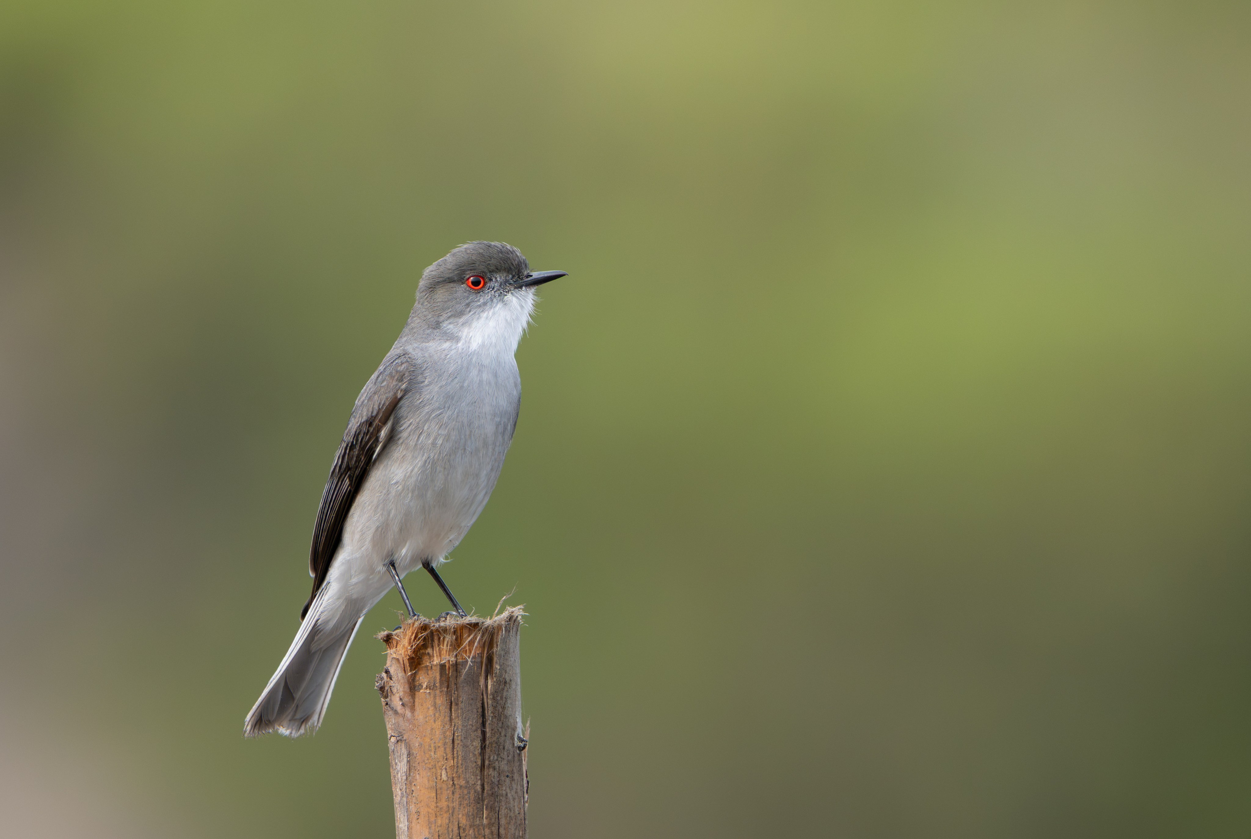 Avifauna. C Λ S N Λ | Fotografías