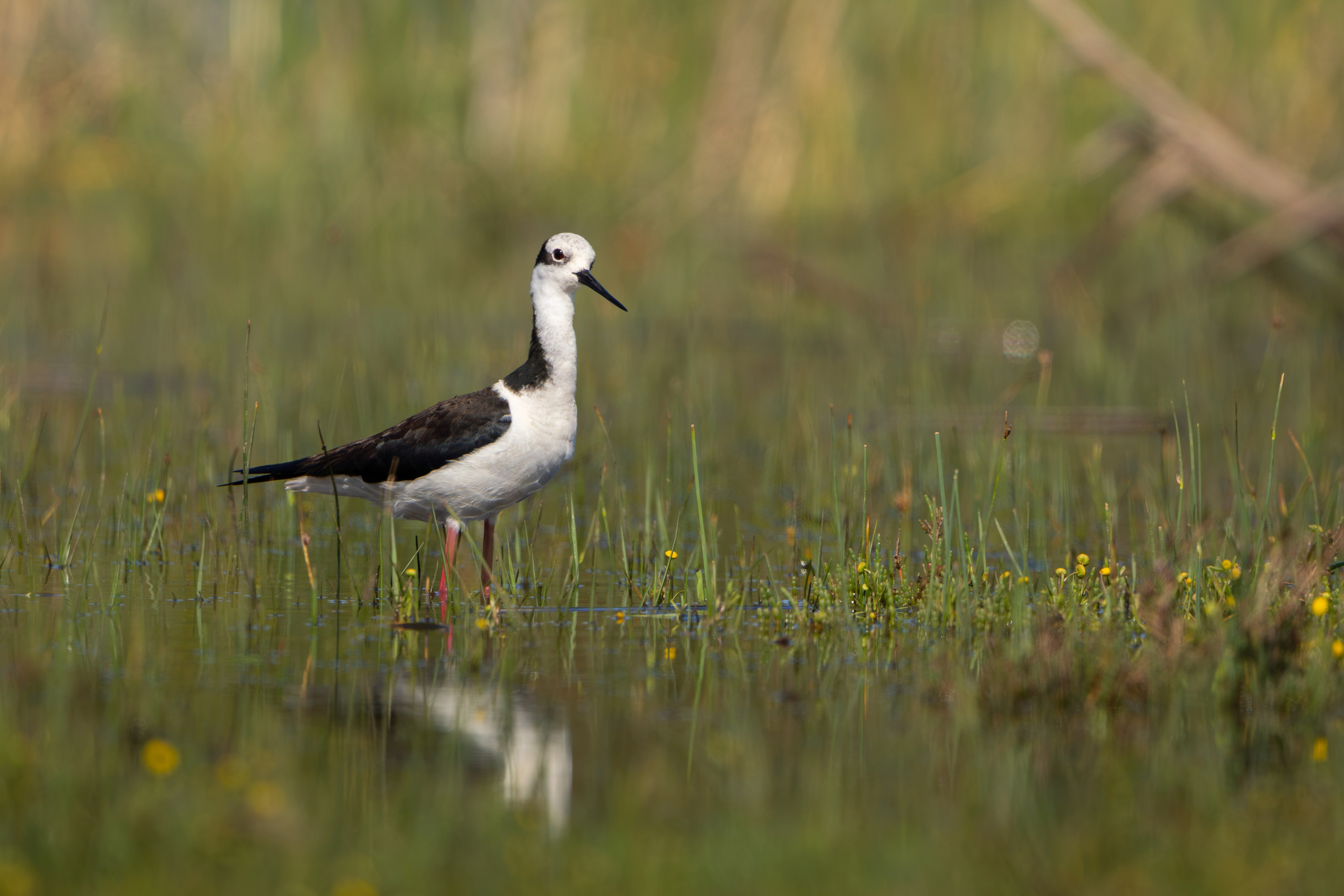 Avifauna. C Λ S N Λ | Fotografías