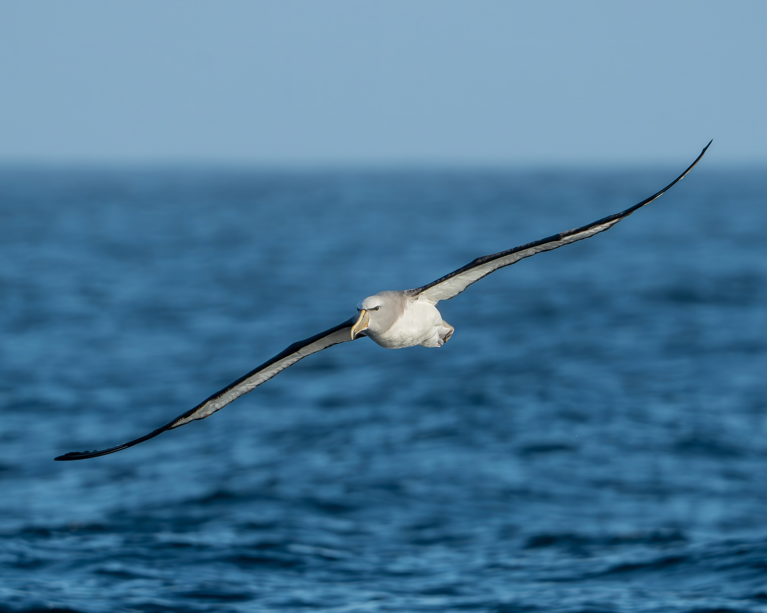Avifauna. C Λ S N Λ | Fotografías
