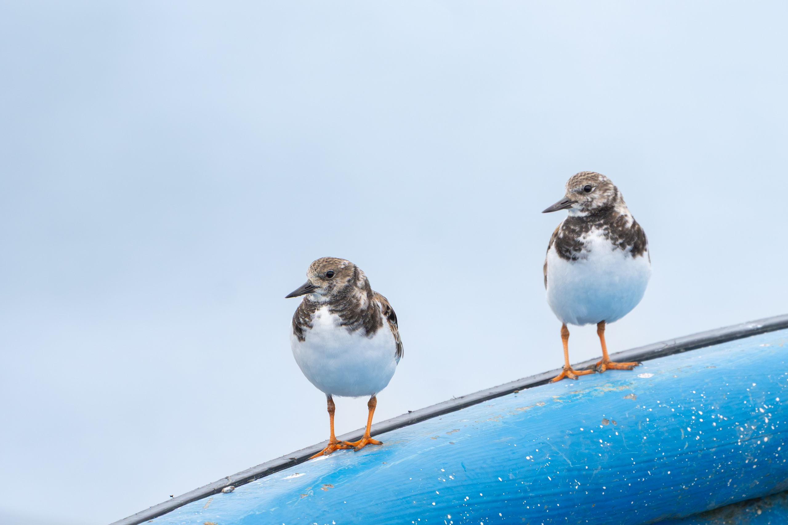 Avifauna. C Λ S N Λ | Fotografías