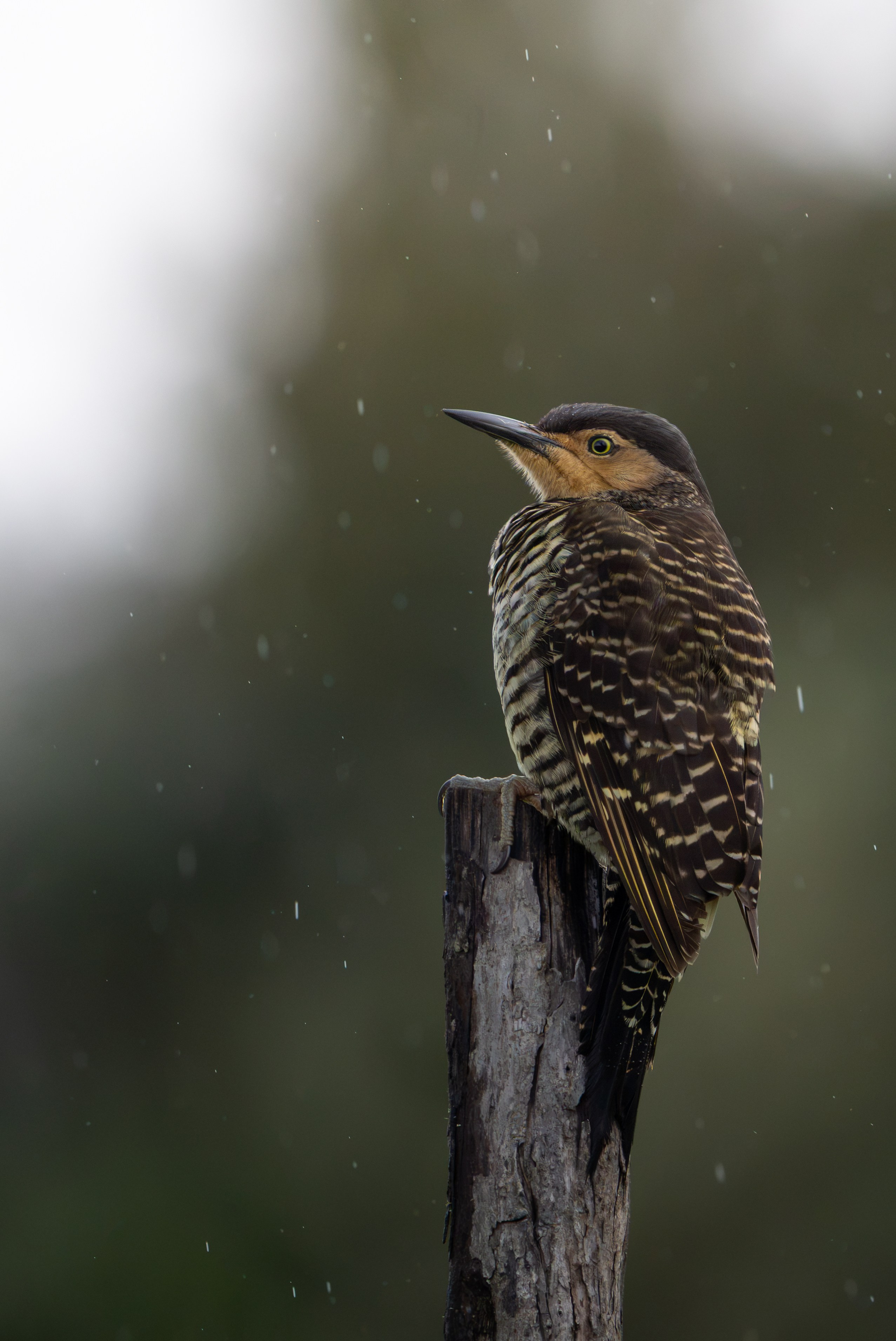Avifauna. C Λ S N Λ | Fotografías