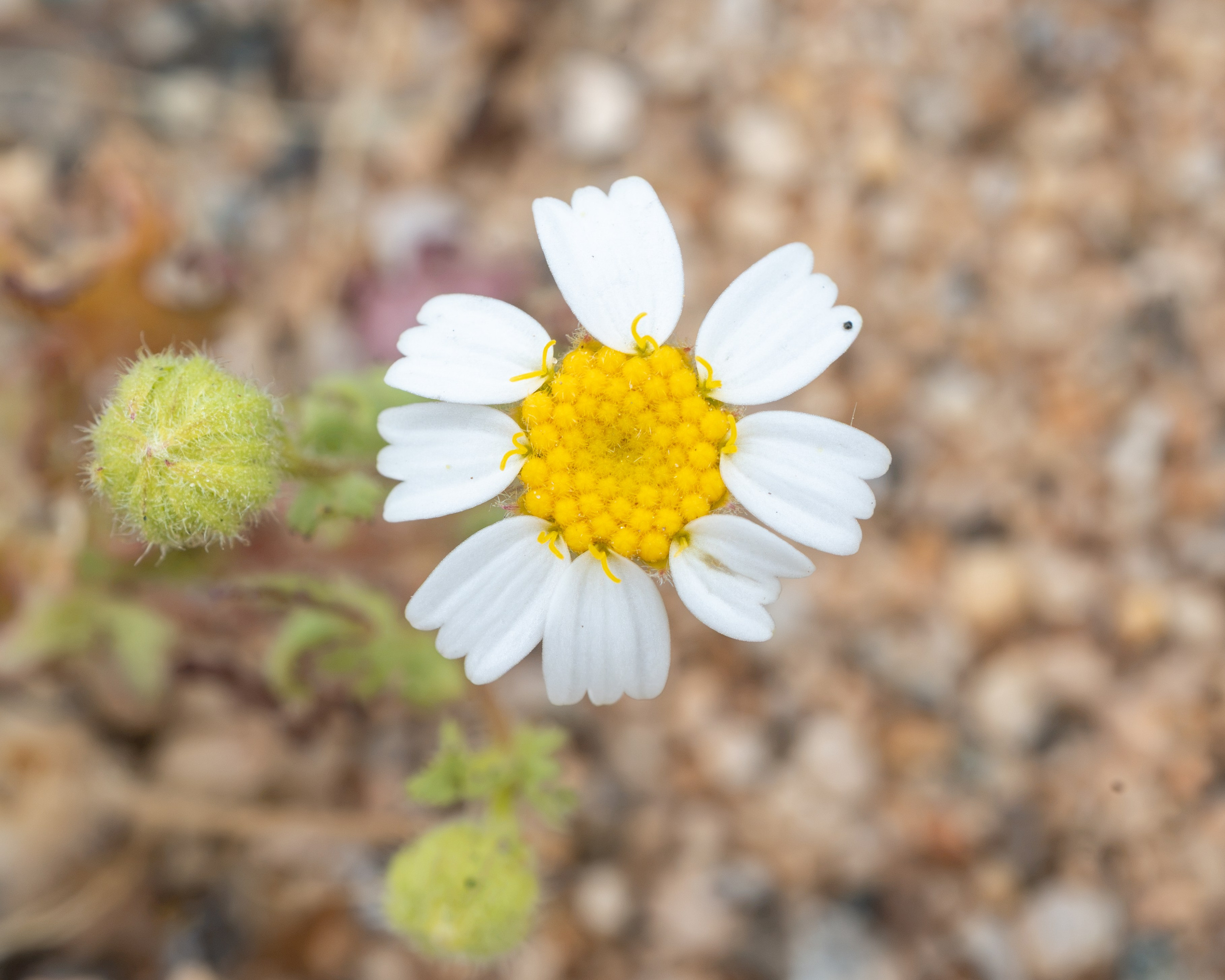 Flora. C Λ S N Λ | Fotografías