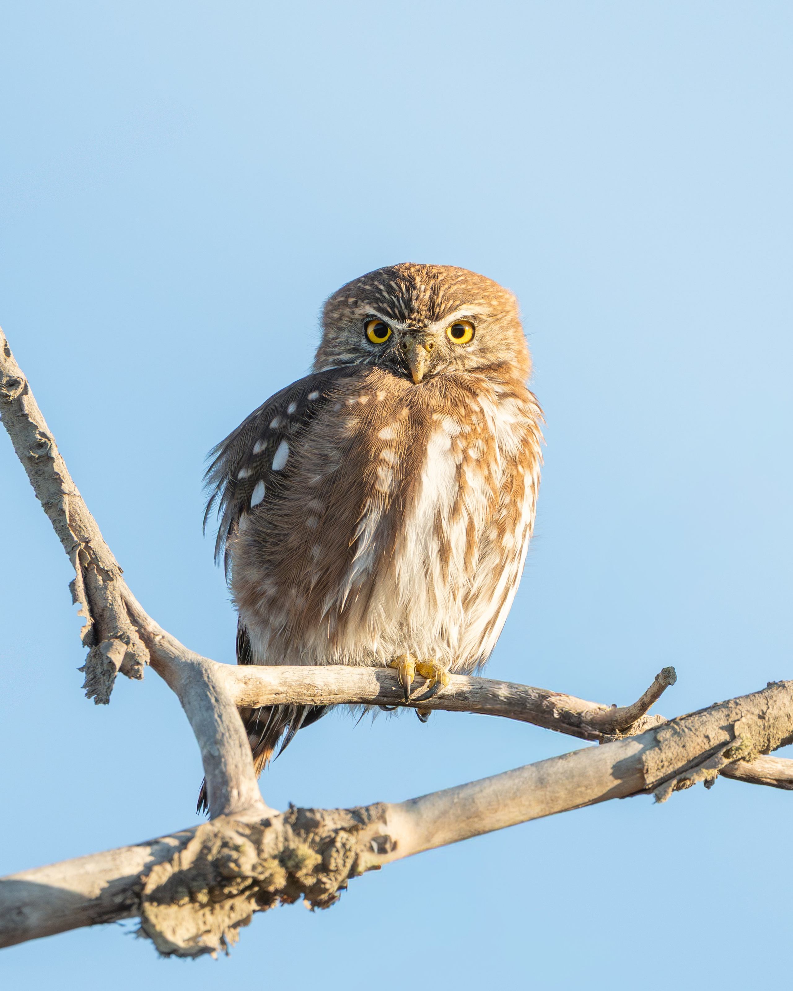 Avifauna. C Λ S N Λ | Fotografías