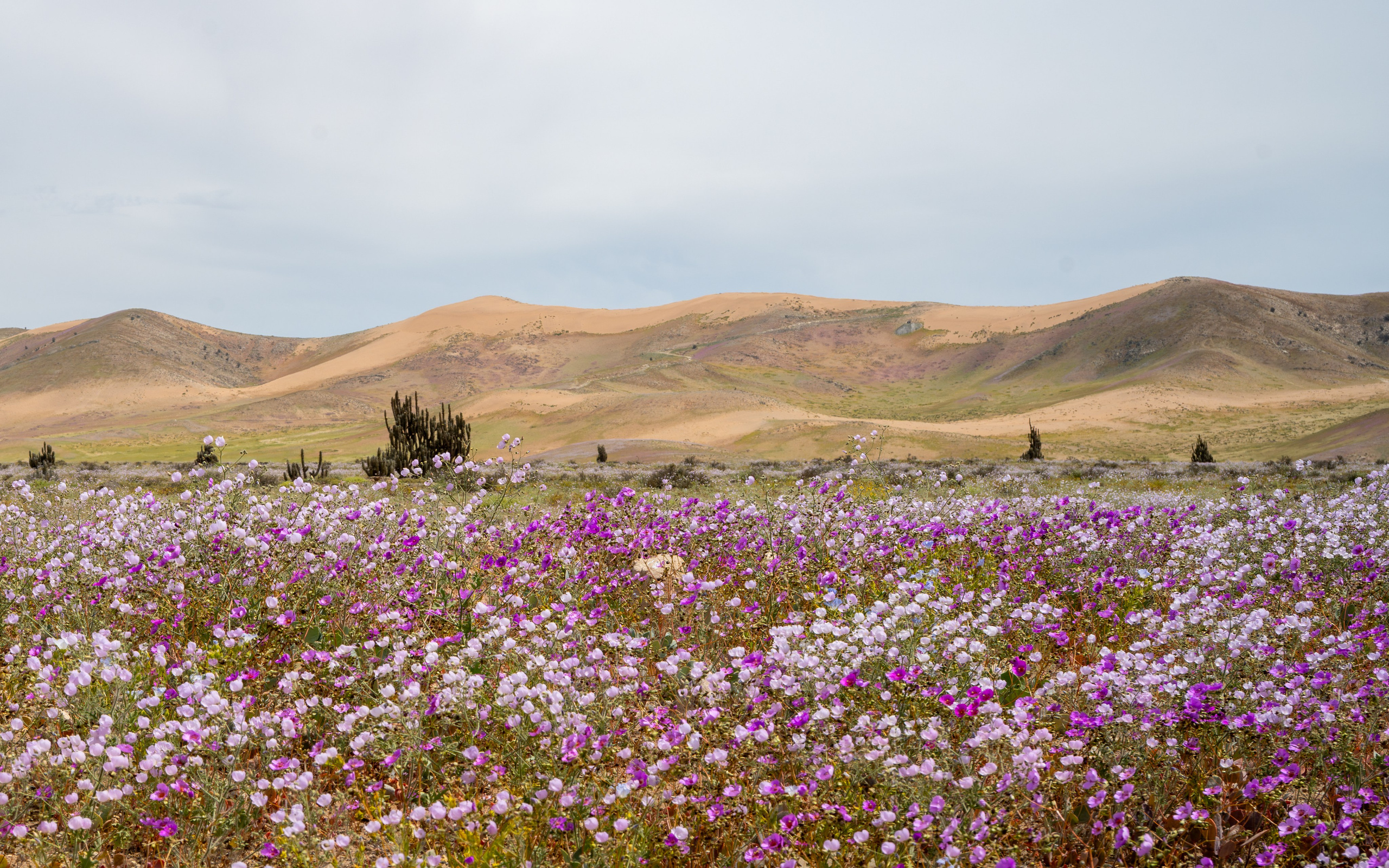 Flora. C Λ S N Λ | Fotografías