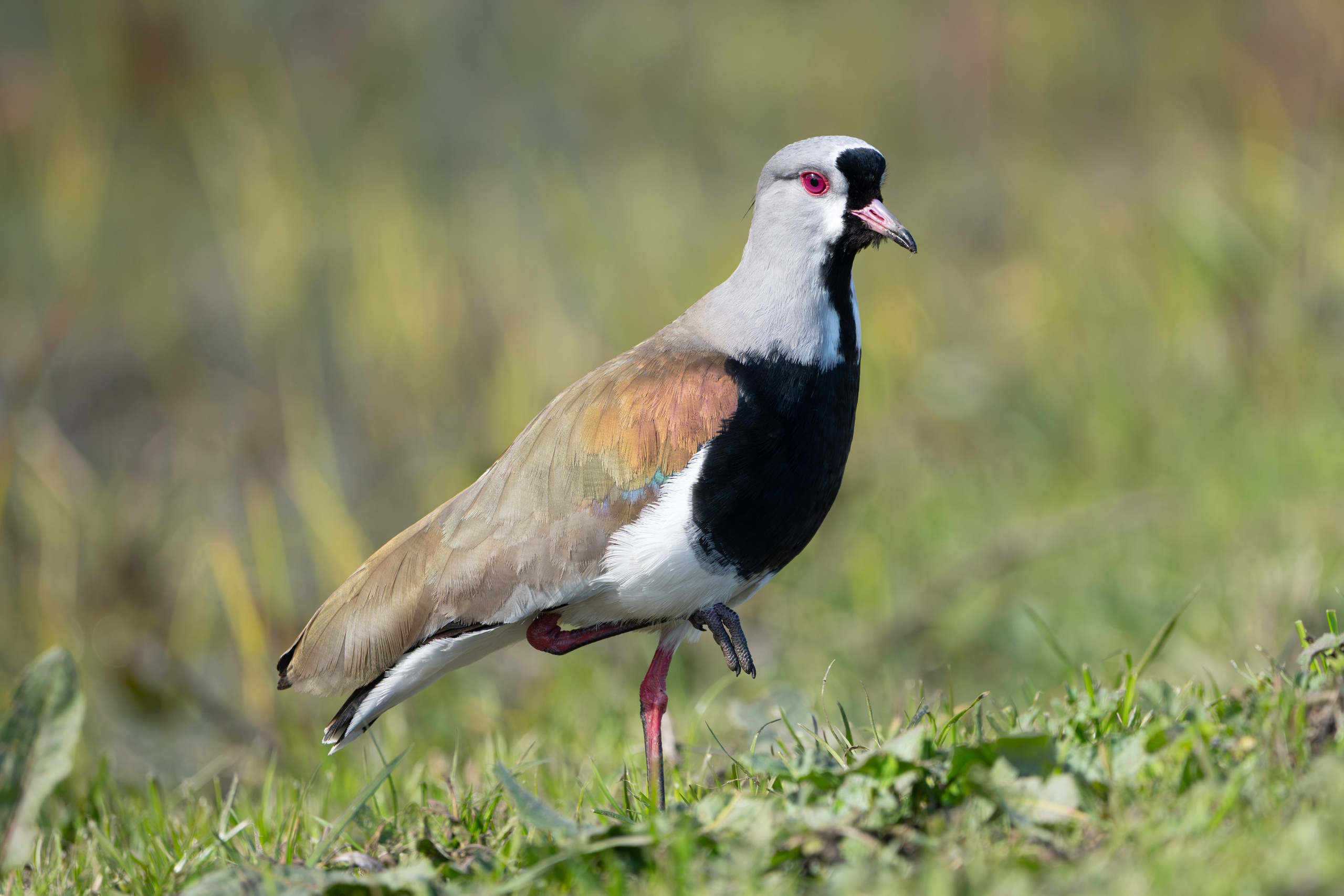 Avifauna. C Λ S N Λ | Fotografías