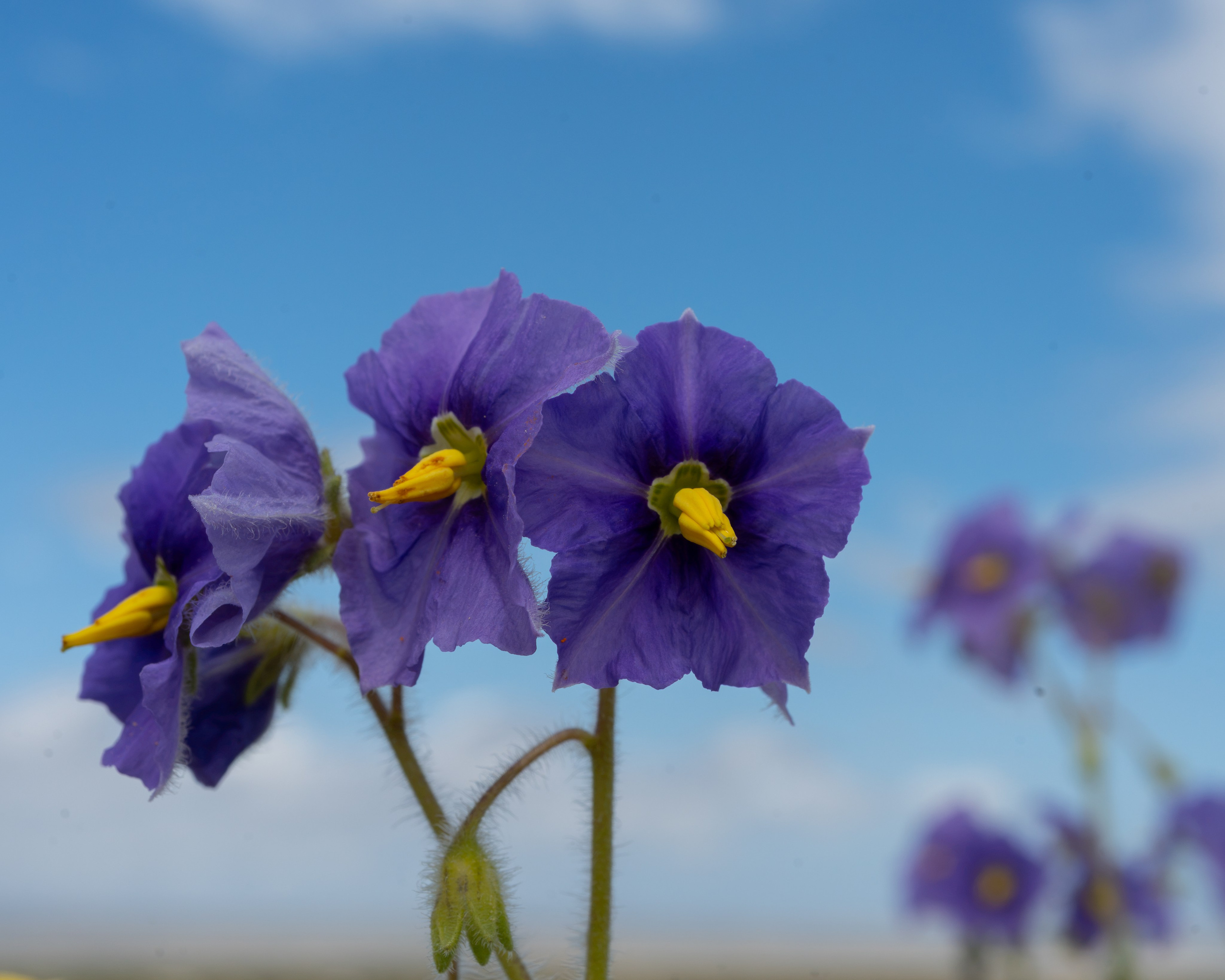 Flora. C Λ S N Λ | Fotografías