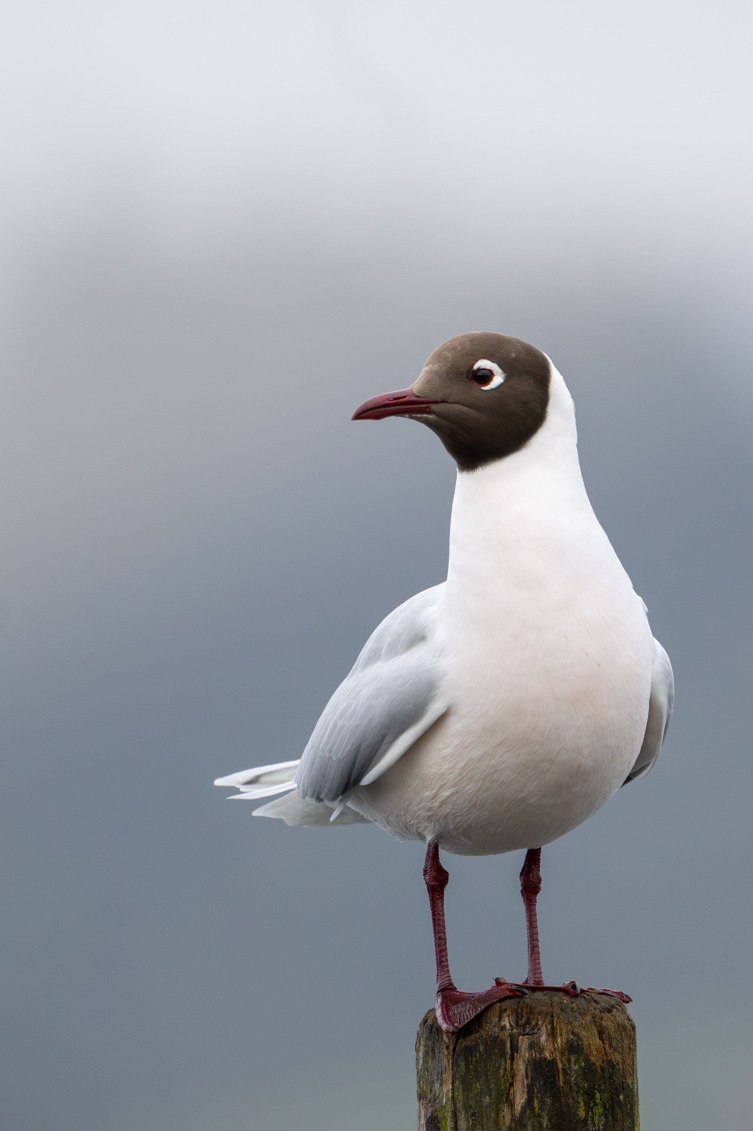 Avifauna. C Λ S N Λ | Fotografías