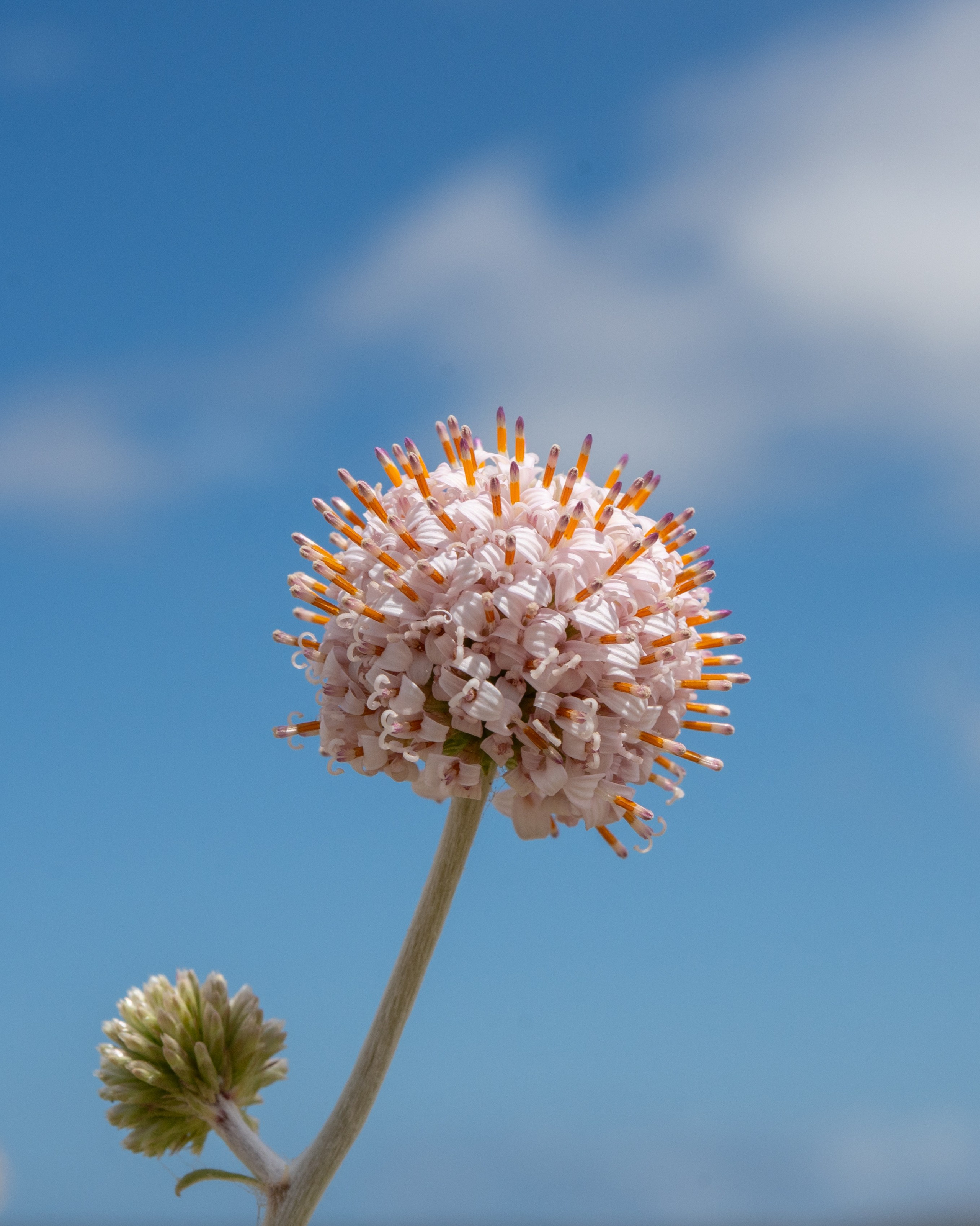 Flora. C Λ S N Λ | Fotografías