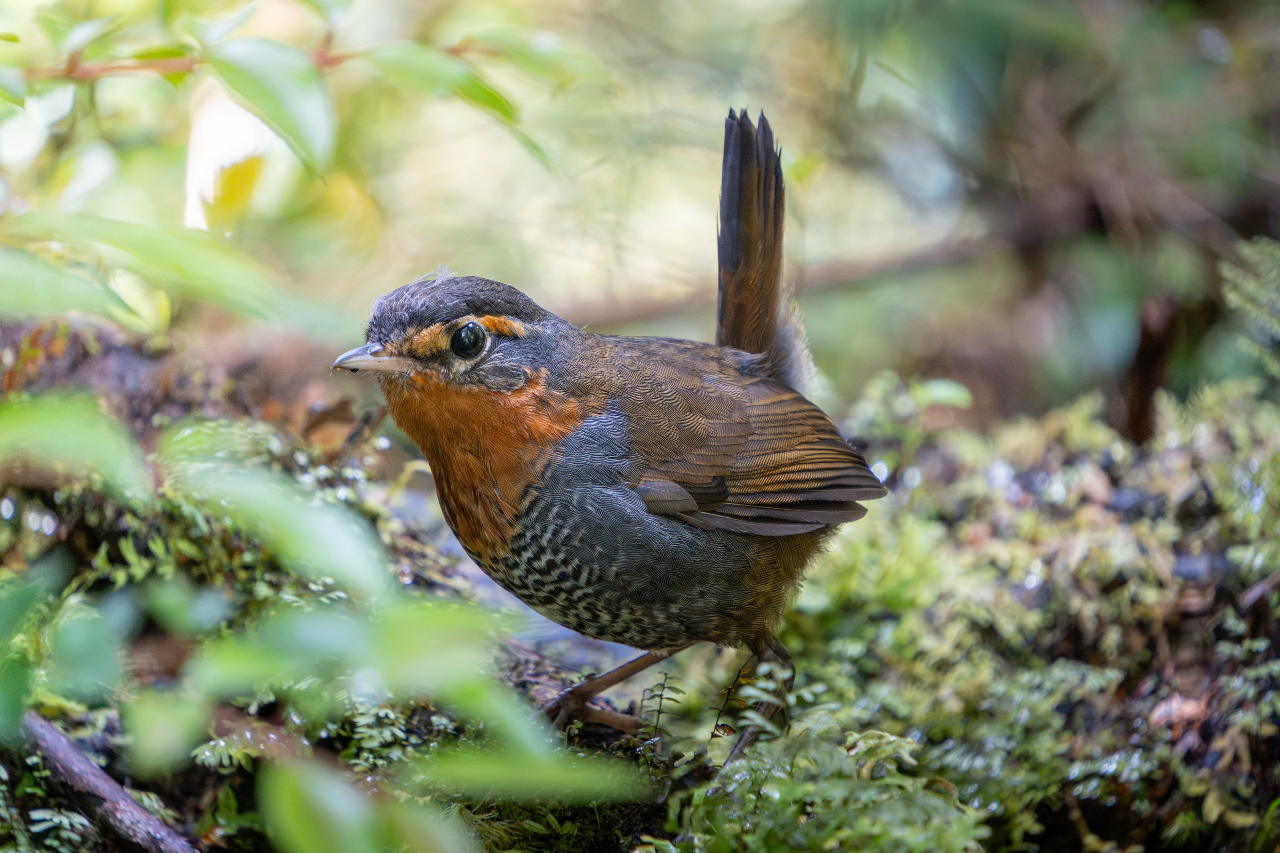 Avifauna. C Λ S N Λ | Fotografías
