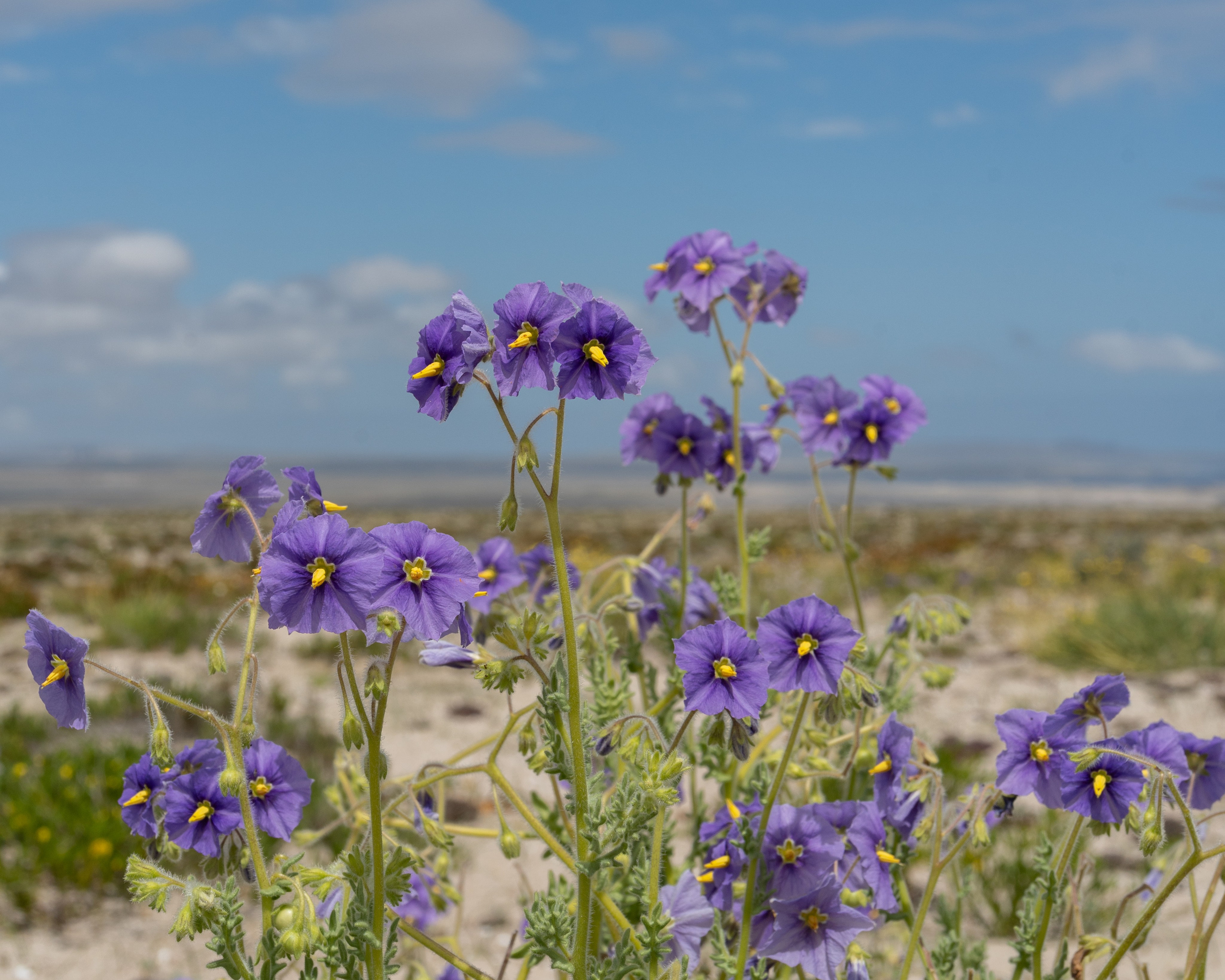 Flora. C Λ S N Λ | Fotografías