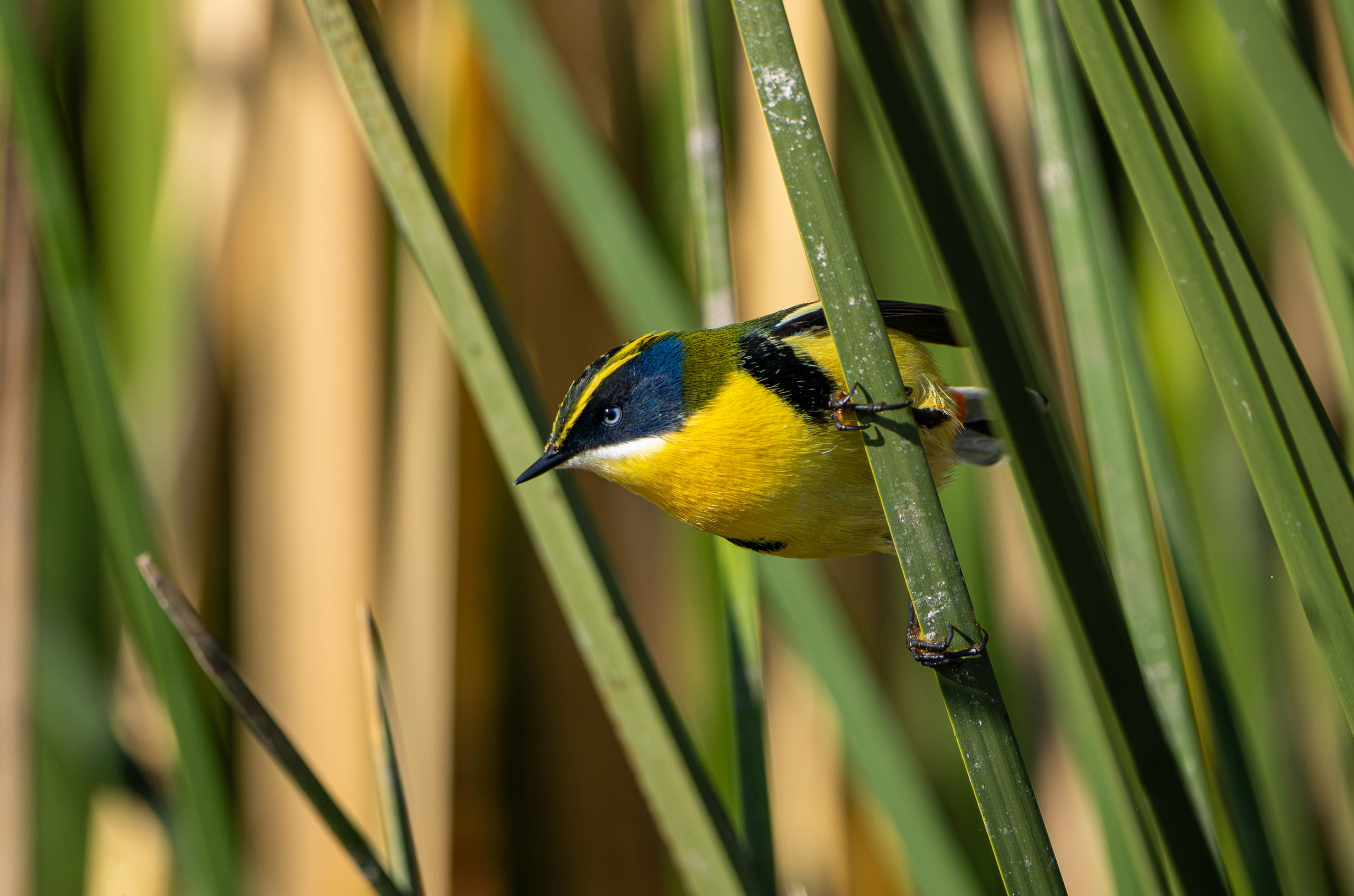 Avifauna. C Λ S N Λ | Fotografías