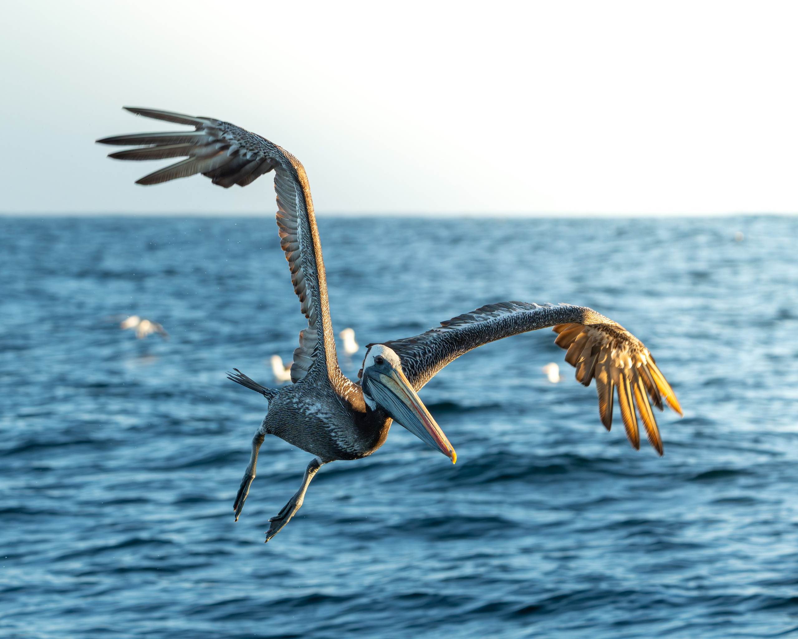 Avifauna. C Λ S N Λ | Fotografías