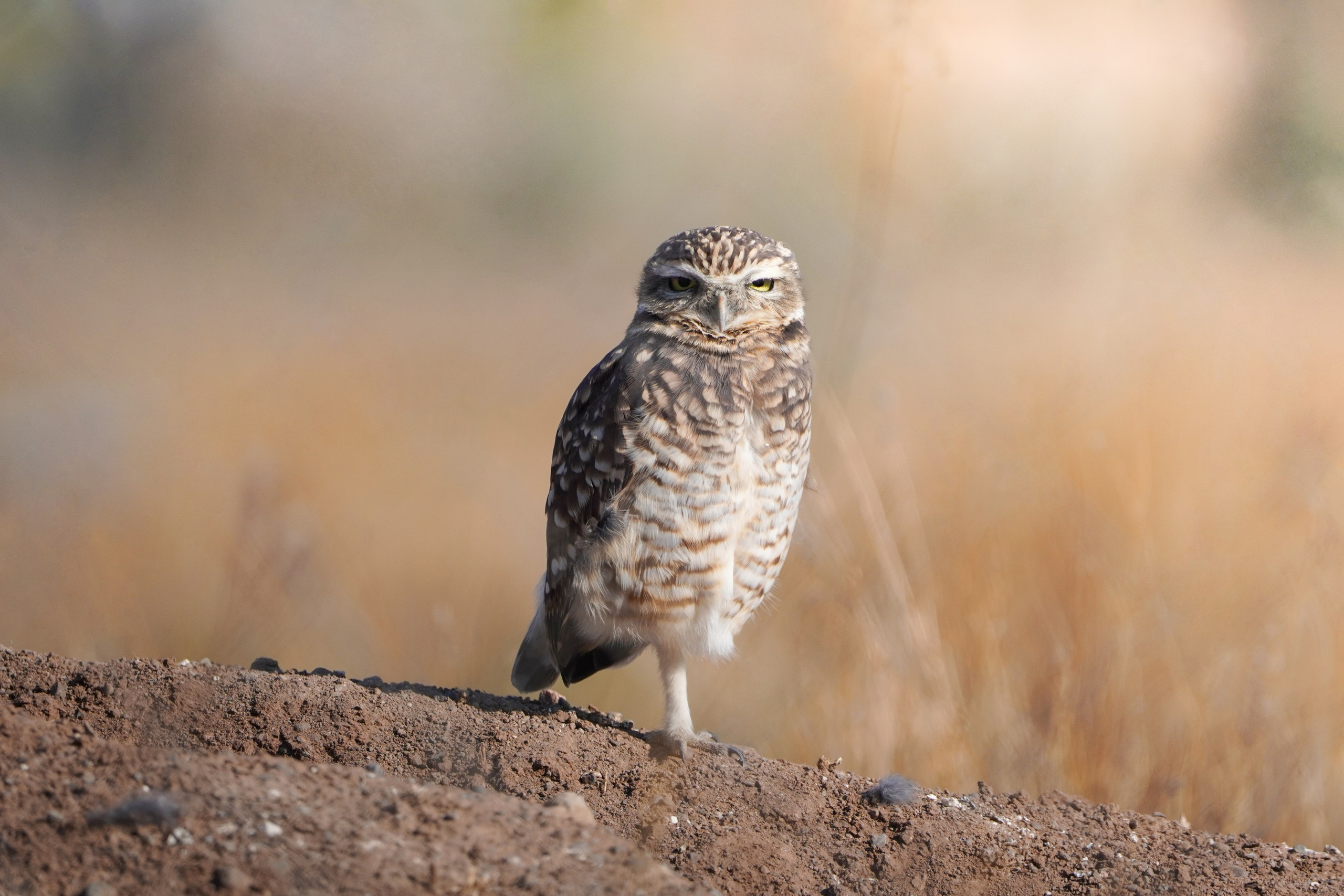 Avifauna. C Λ S N Λ | Fotografías