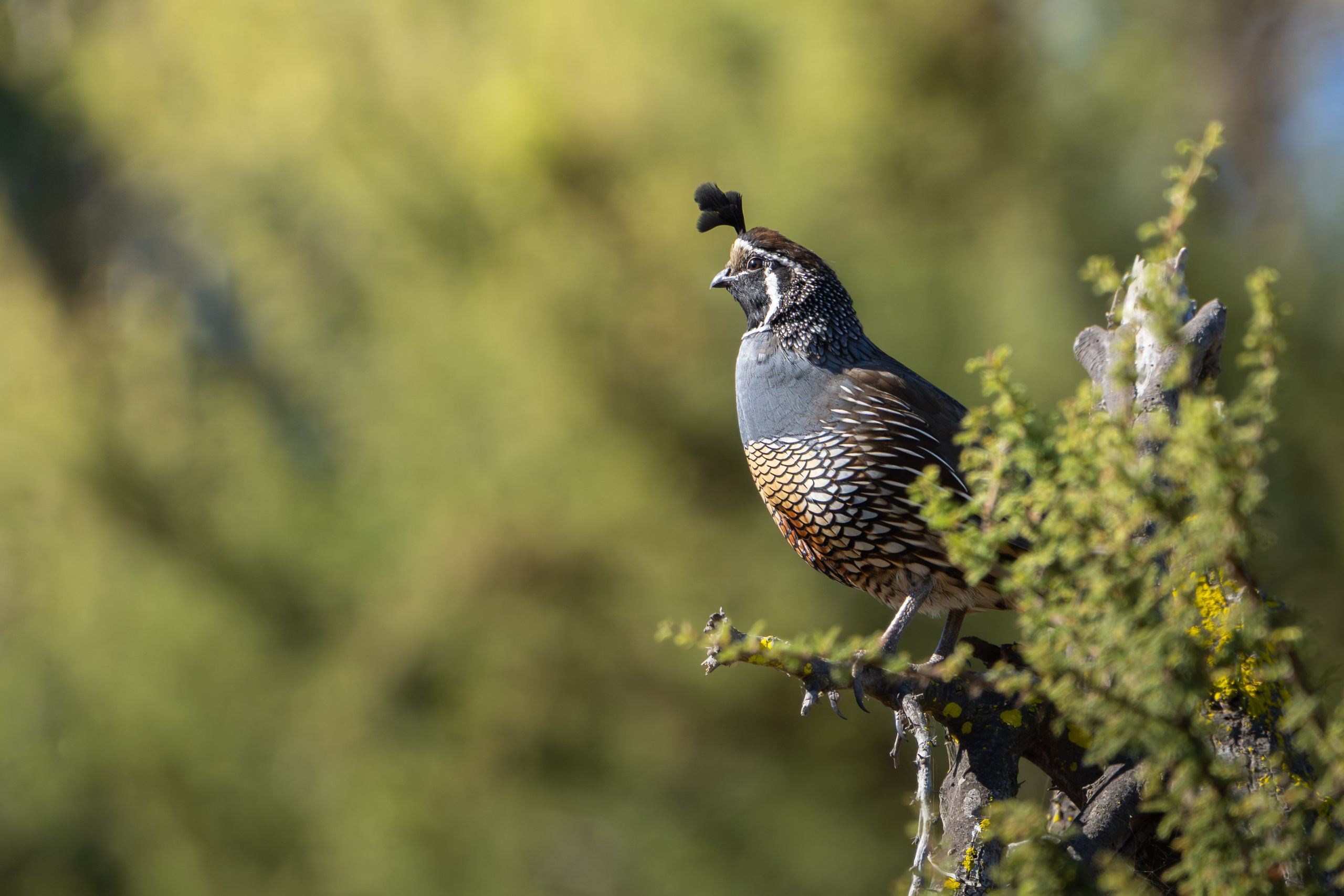 Avifauna. C Λ S N Λ | Fotografías