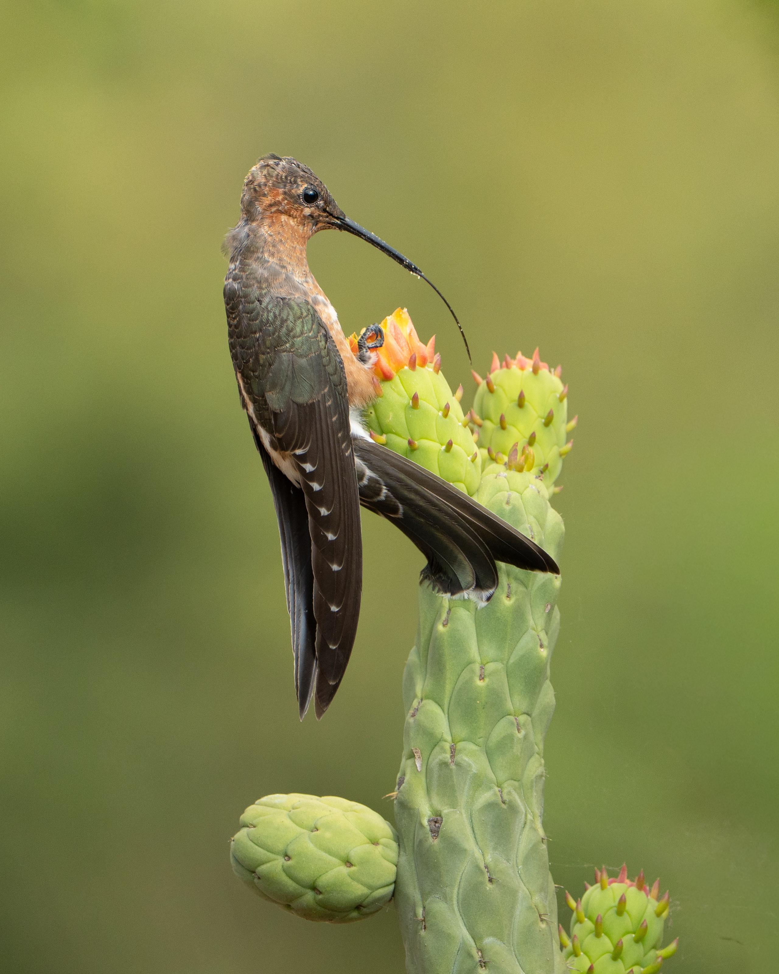 Avifauna. C Λ S N Λ | Fotografías