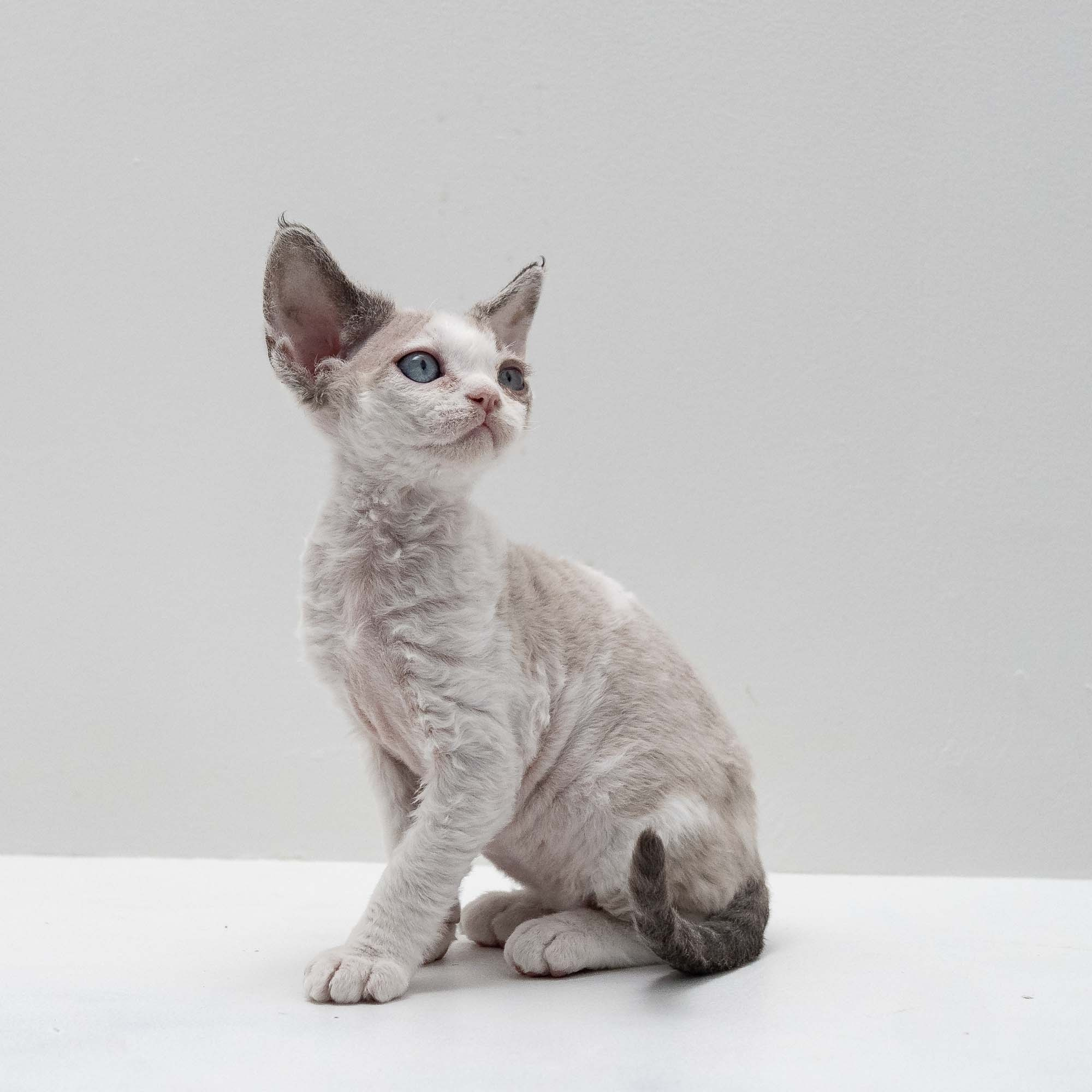 Frodo, boy, born on 01.01.25. Devon Rex Pixie Cattery