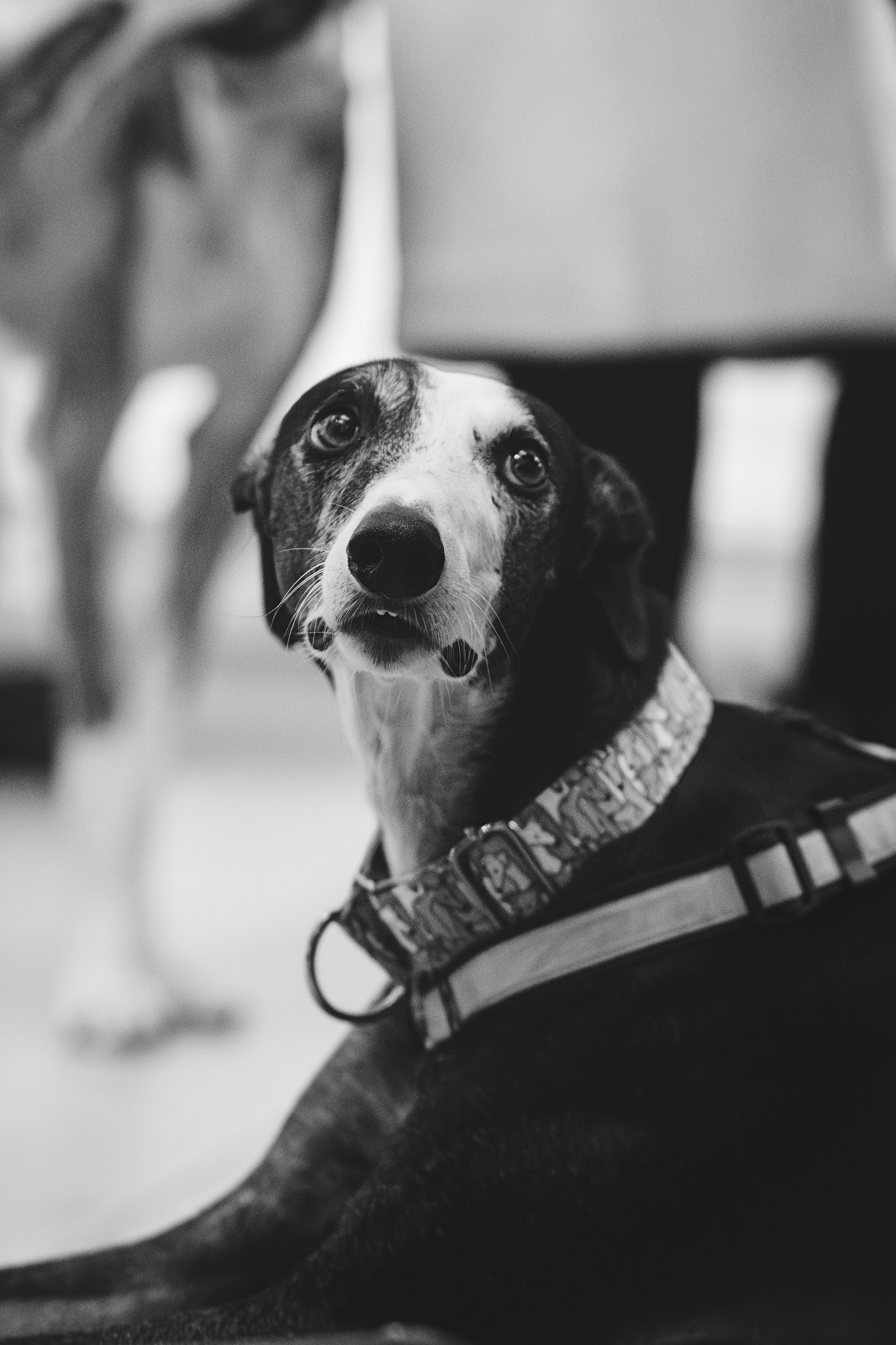 GalgoTreff / Solaris keskus 16 november. Kat Laisaar — Pet photographer in Tallinn