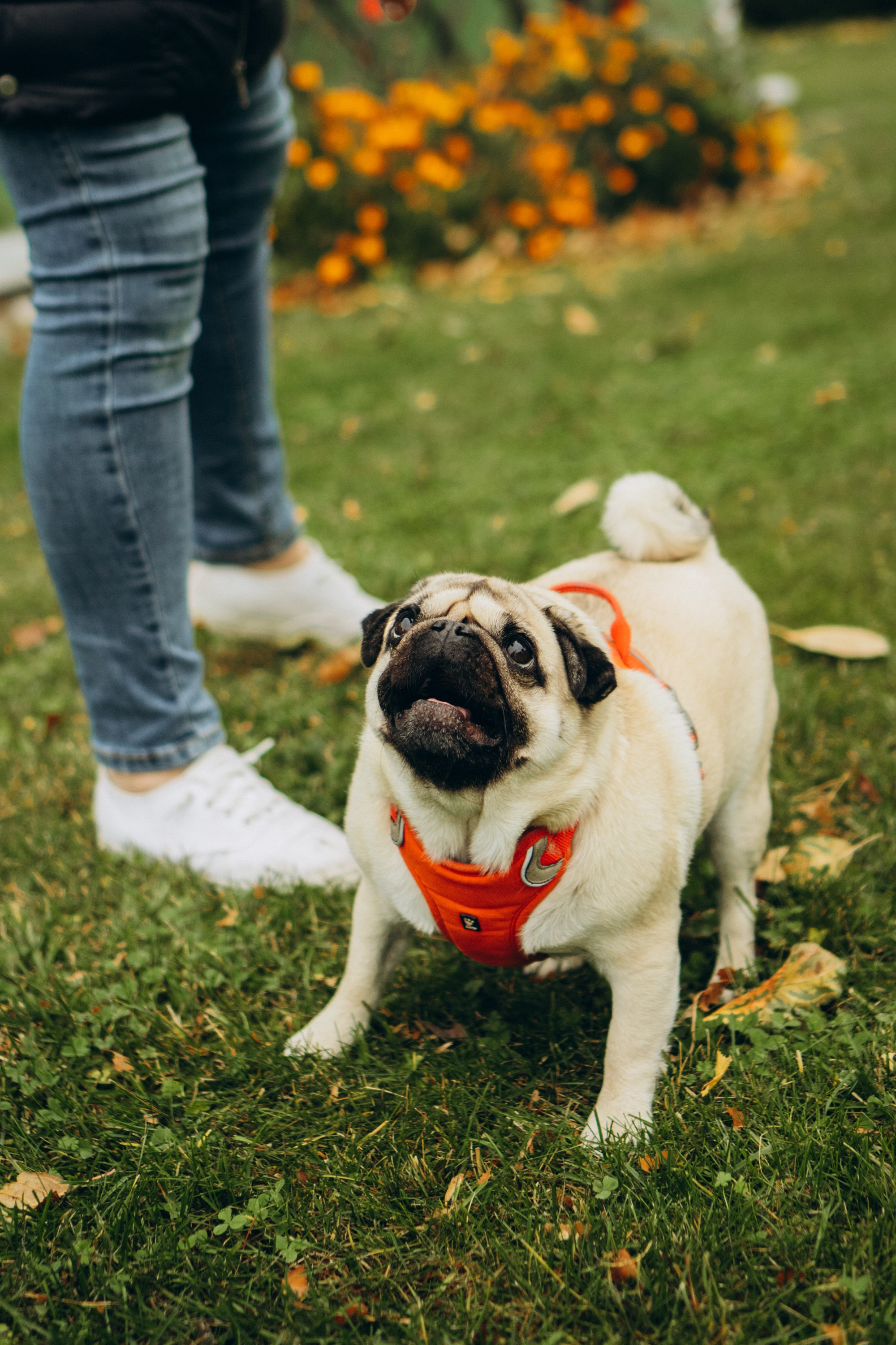 Jelena and her Sandy, Pug and Katja and her Safiir, Cardigan Welsh Corgi. Kat Laisaar — Pet photographer in Tallinn