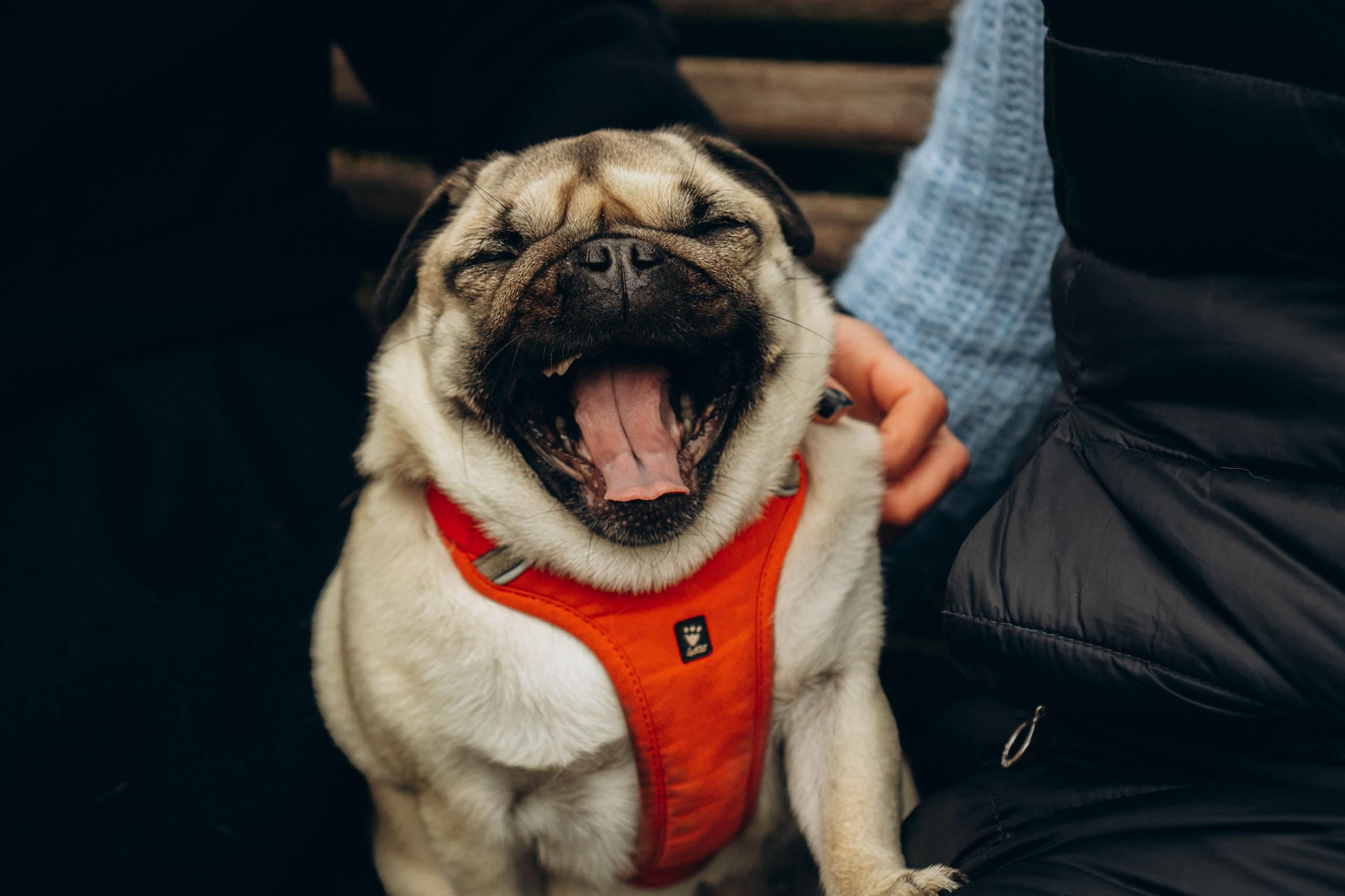 Jelena and her Sandy, Pug and Katja and her Safiir, Cardigan Welsh Corgi. Kat Laisaar — Pet photographer in Tallinn