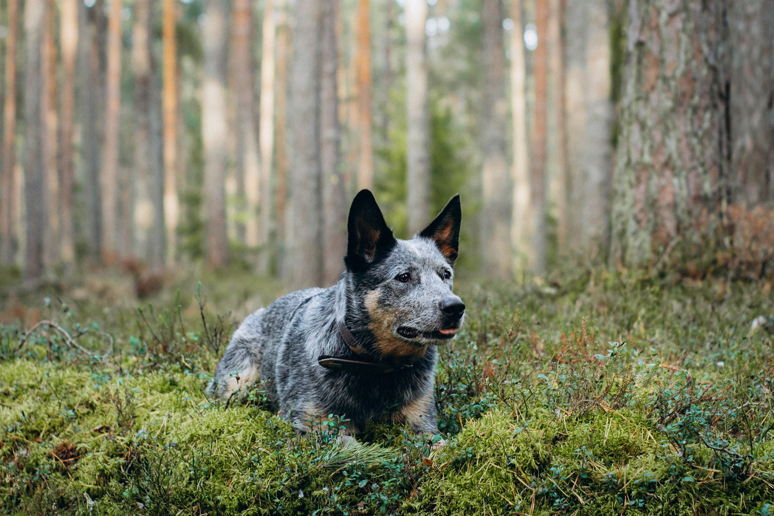 Polina and her Dakota, Blue Heeler. Kat Laisaar — Pet photographer in Tallinn