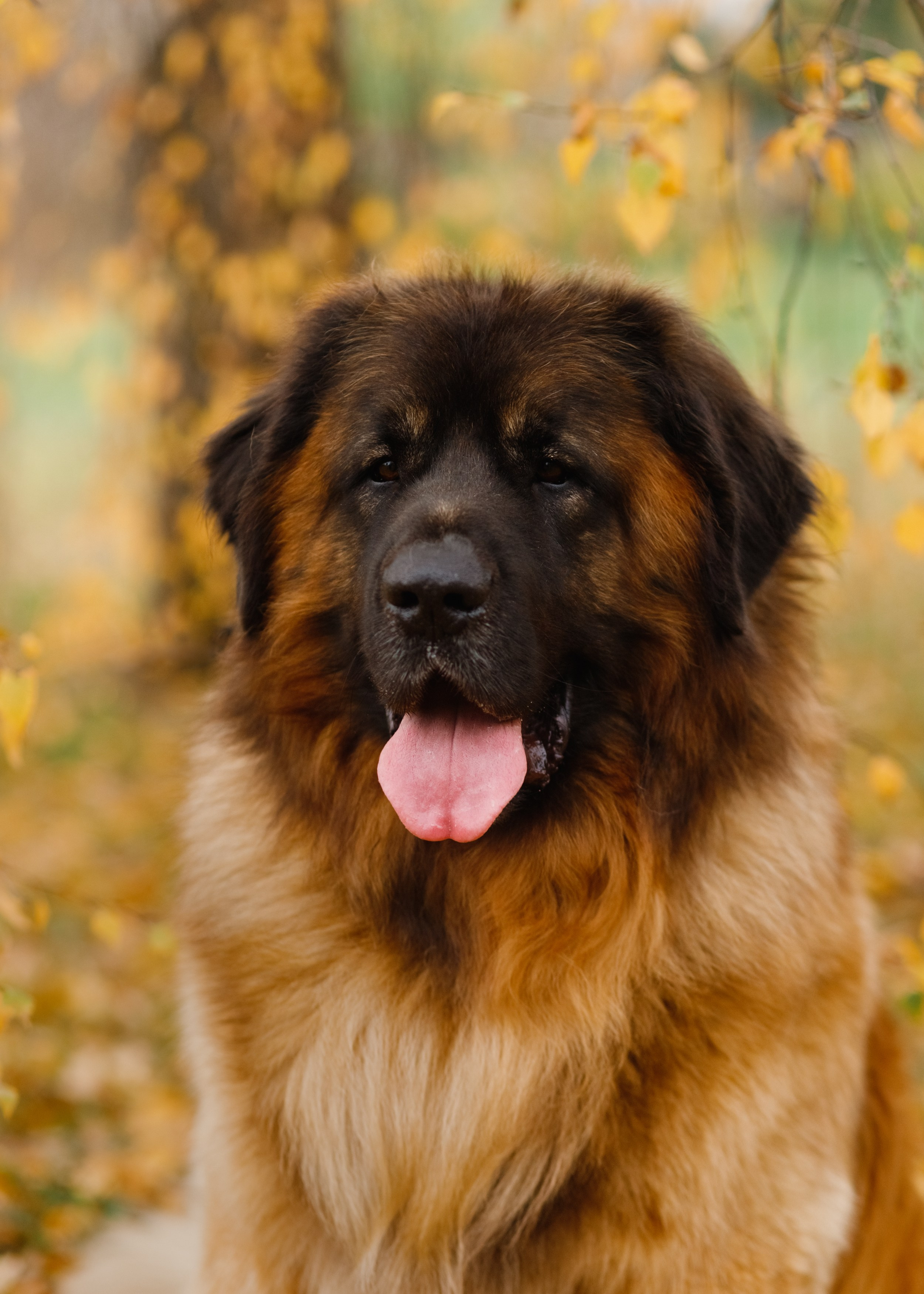 Leonbergers. Kaja | fotograf we Wrocławiu | ludzie i psy