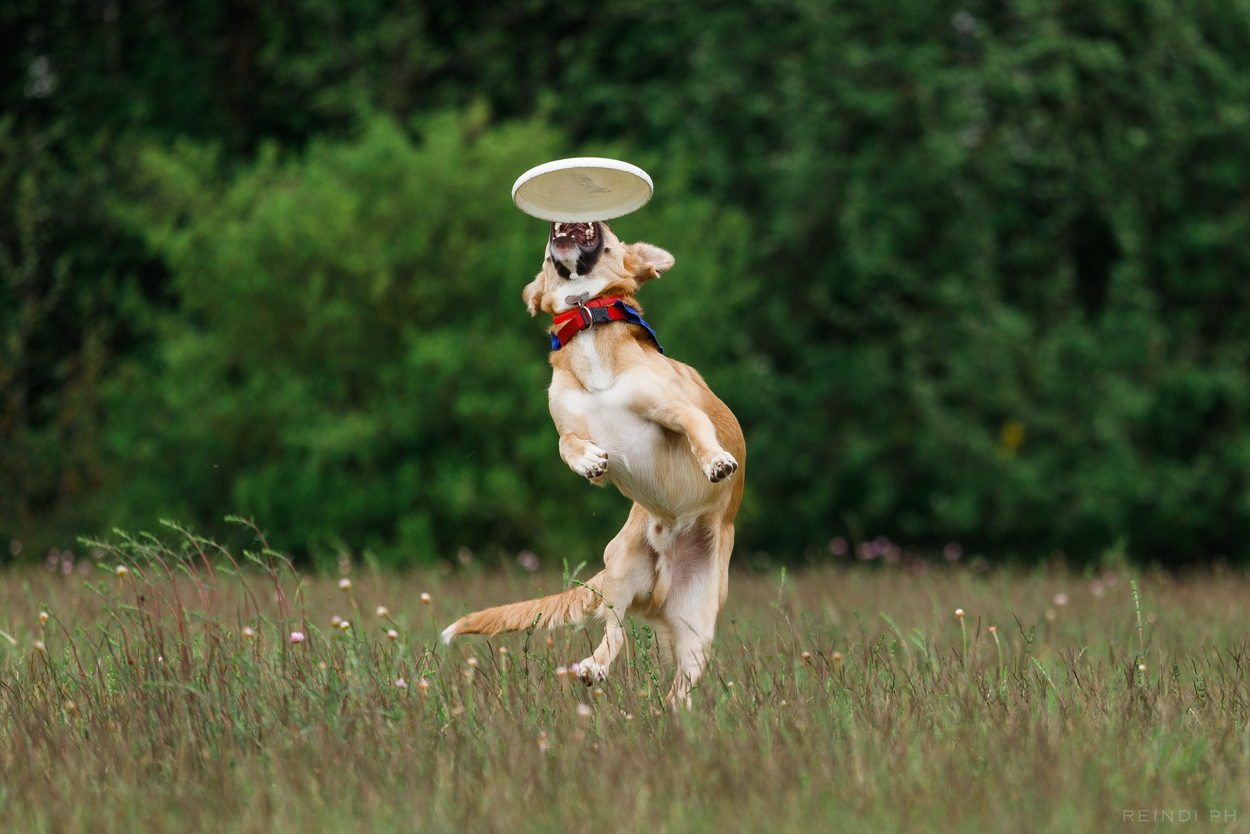 Dog frisbee championship | summer. Kaja | fotograf we Wrocławiu | ludzie i psy