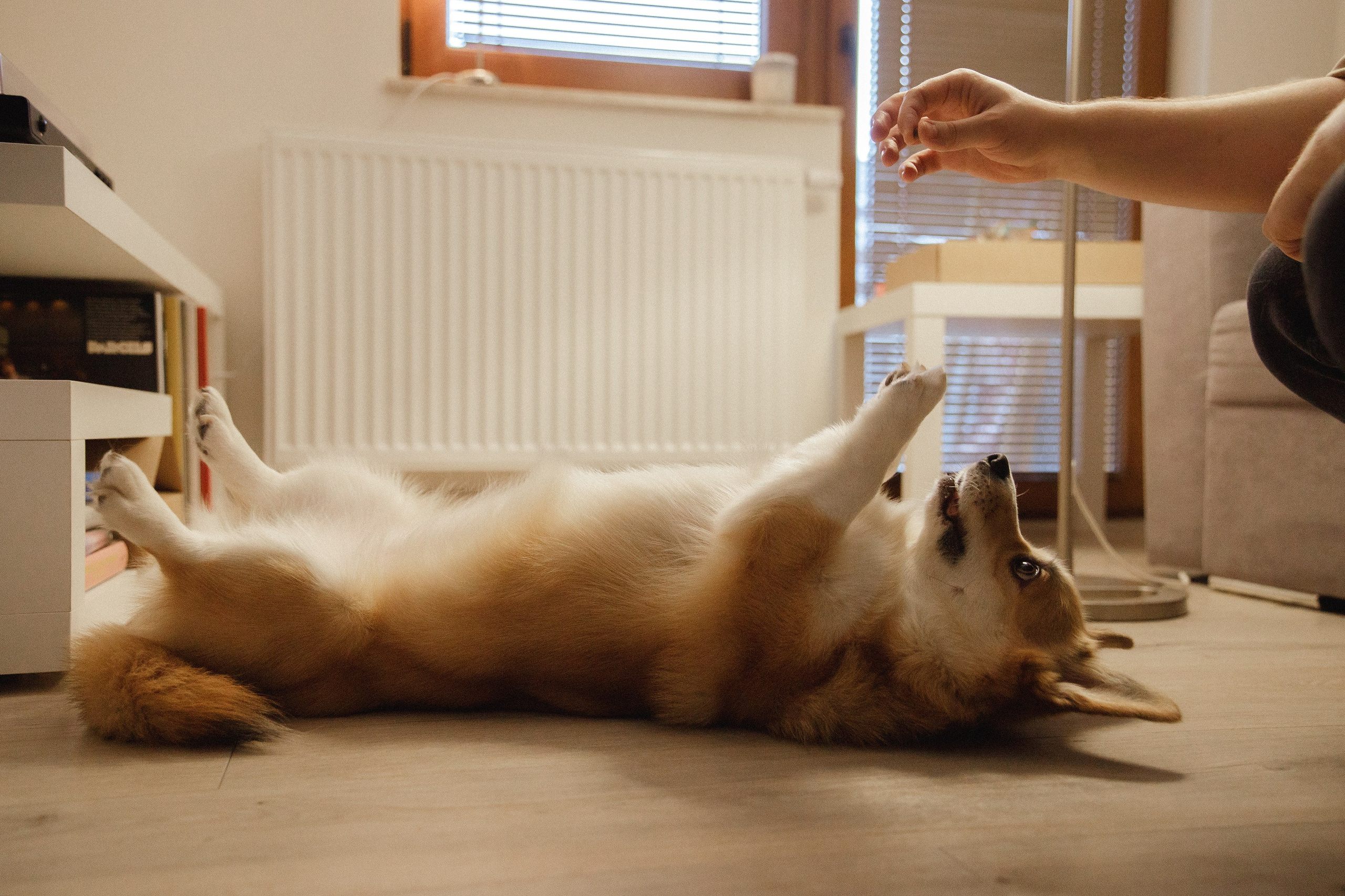 Dasha & Daisy. Kaja | fotograf psów we Wrocławiu