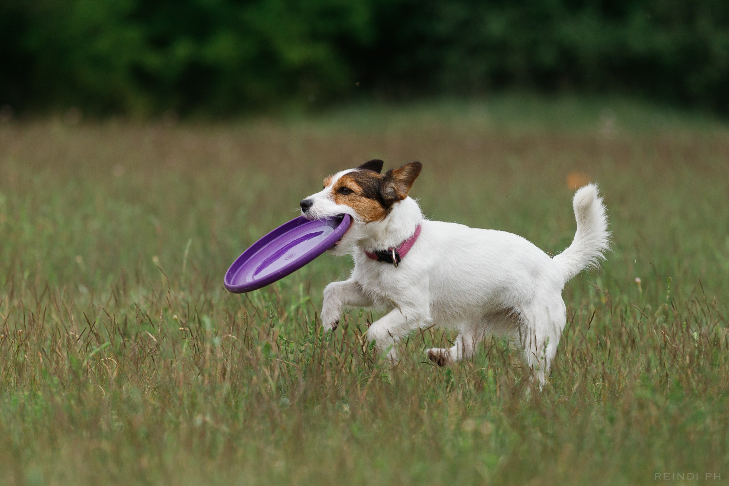 Dog frisbee championship | summer. Kaja | fotograf we Wrocławiu | ludzie i psy
