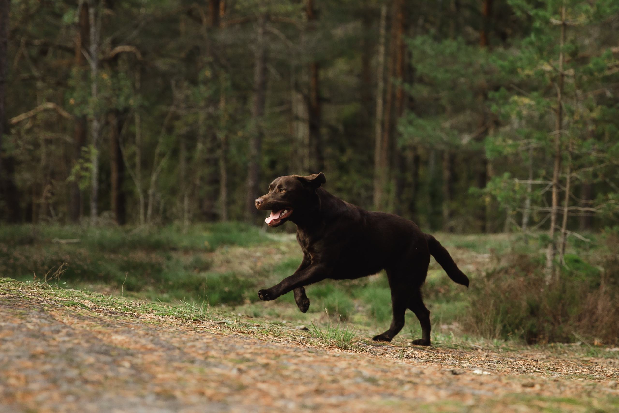 Finnish mossy hills. Kaja | fotograf psów we Wrocławiu