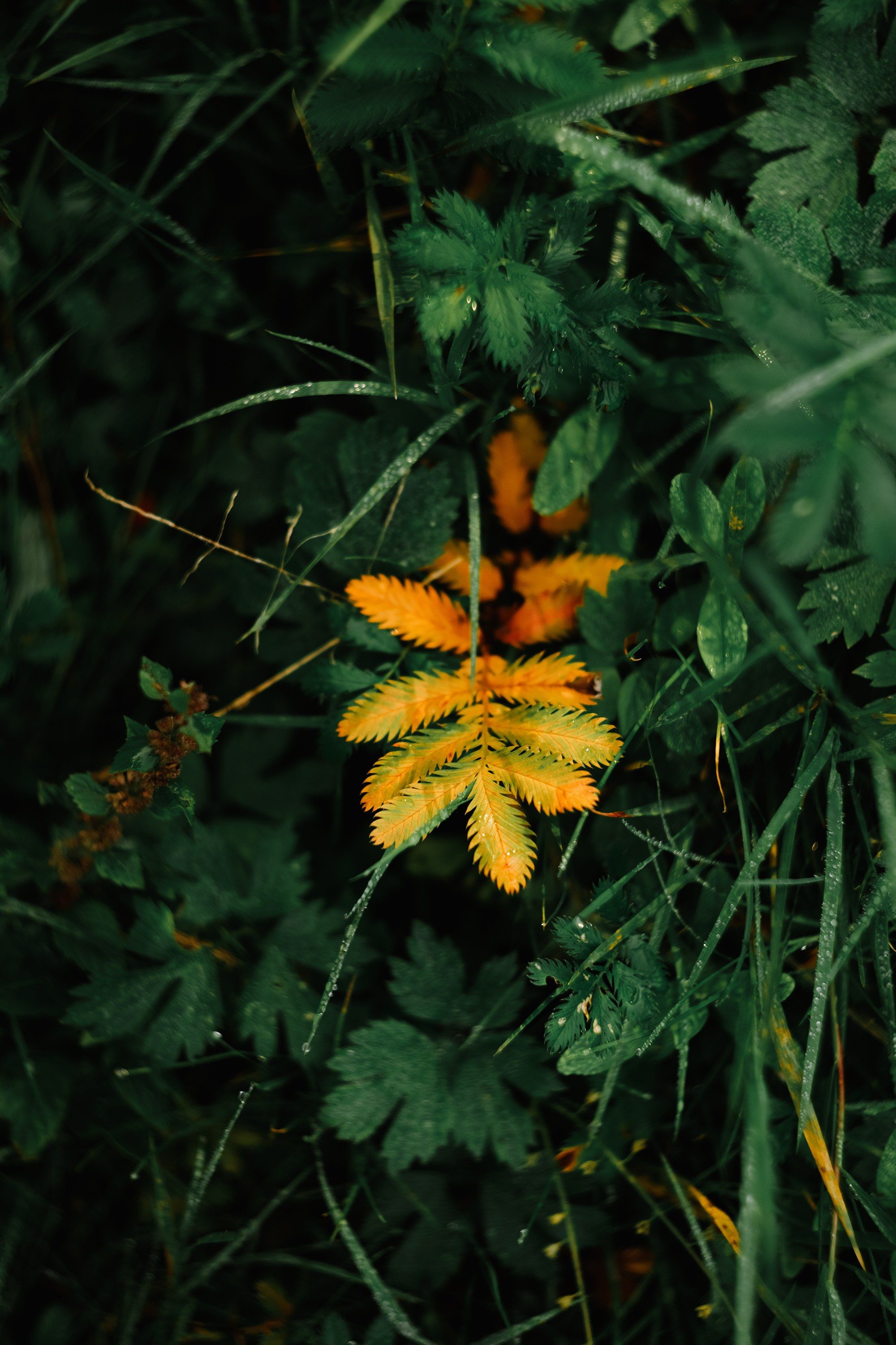 Grodno. Kaja | fotograf we Wrocławiu | ludzie i psy