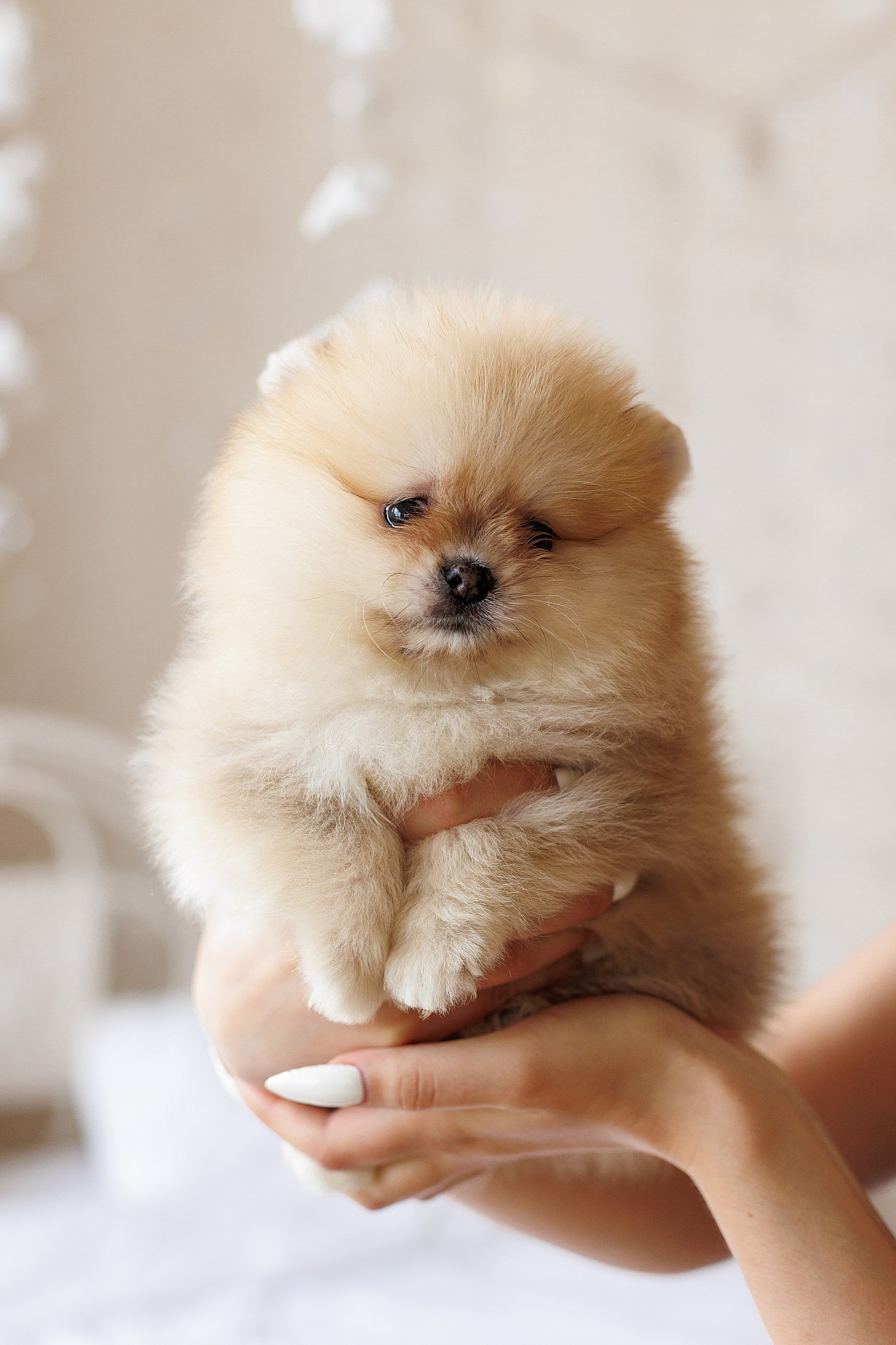 Pomeranian puppies. Семейный фотограф в Кишинёве Пулькина Ольга