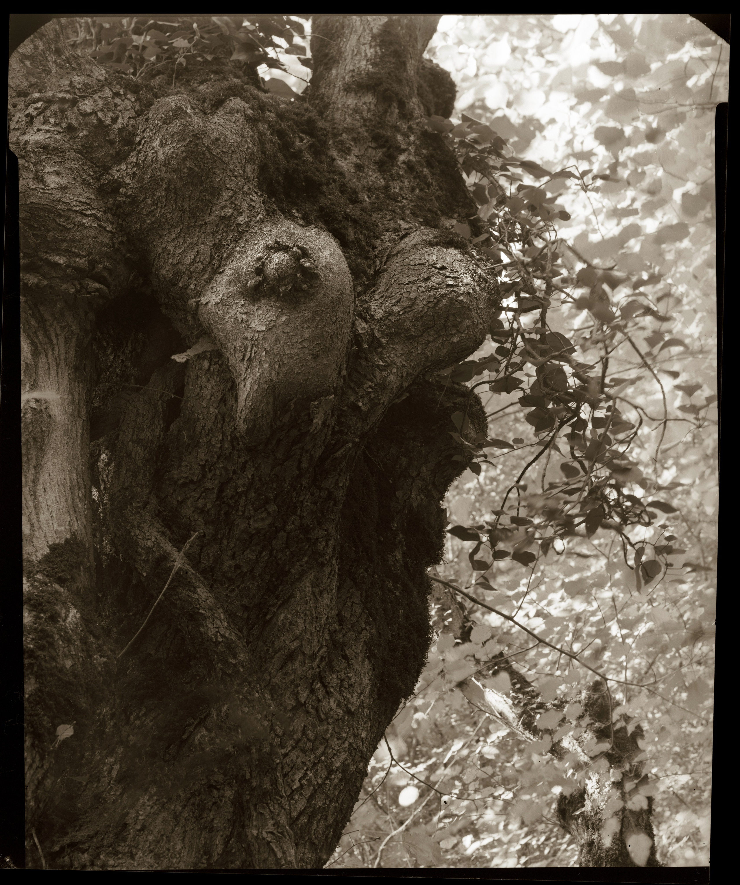 NATURE. Www.sananphotography.com