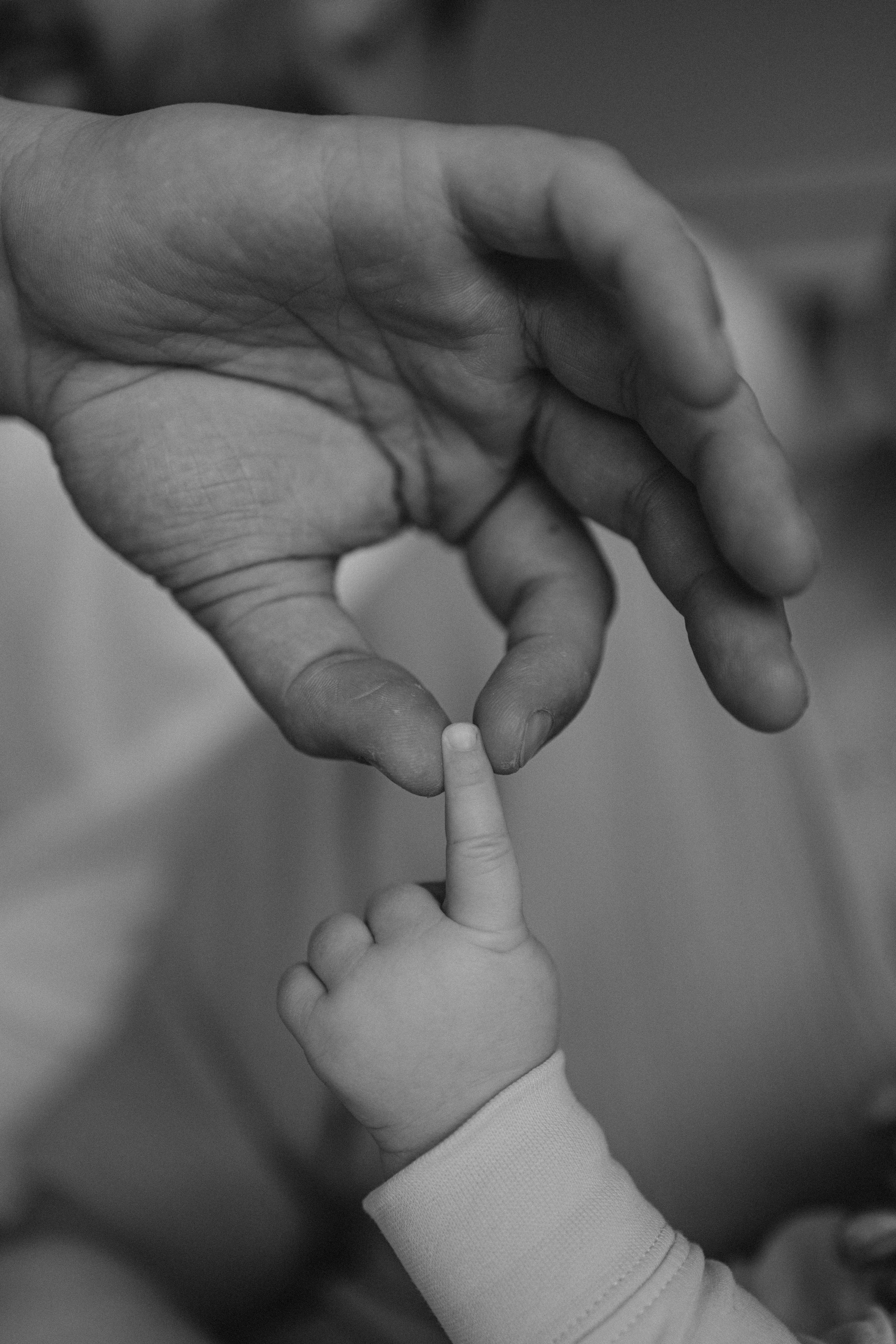 LAINES ģimene. GALVENĀ