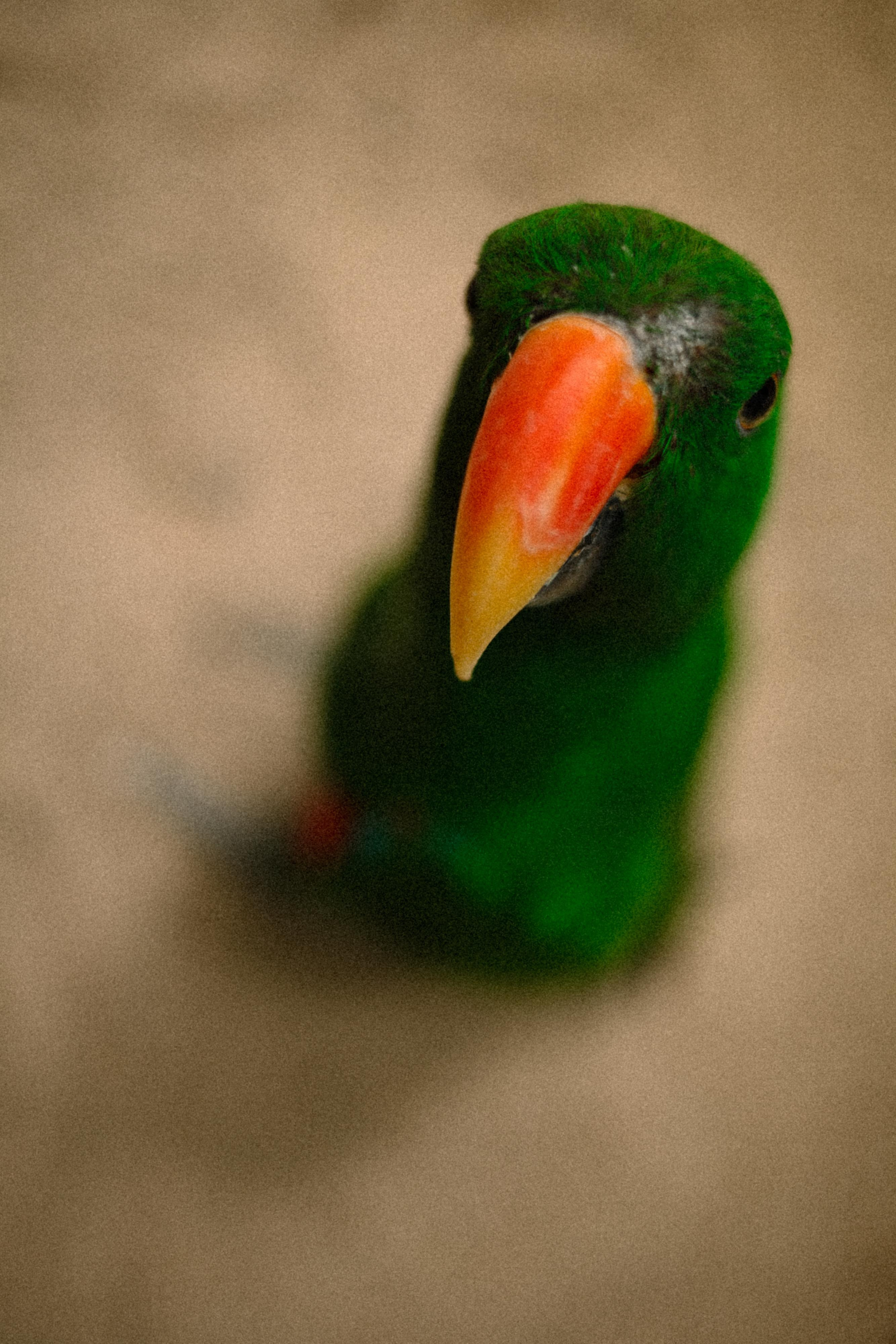 BIRDS. Marina Kálcheva – Photographer & Visual Artist in Barcelona