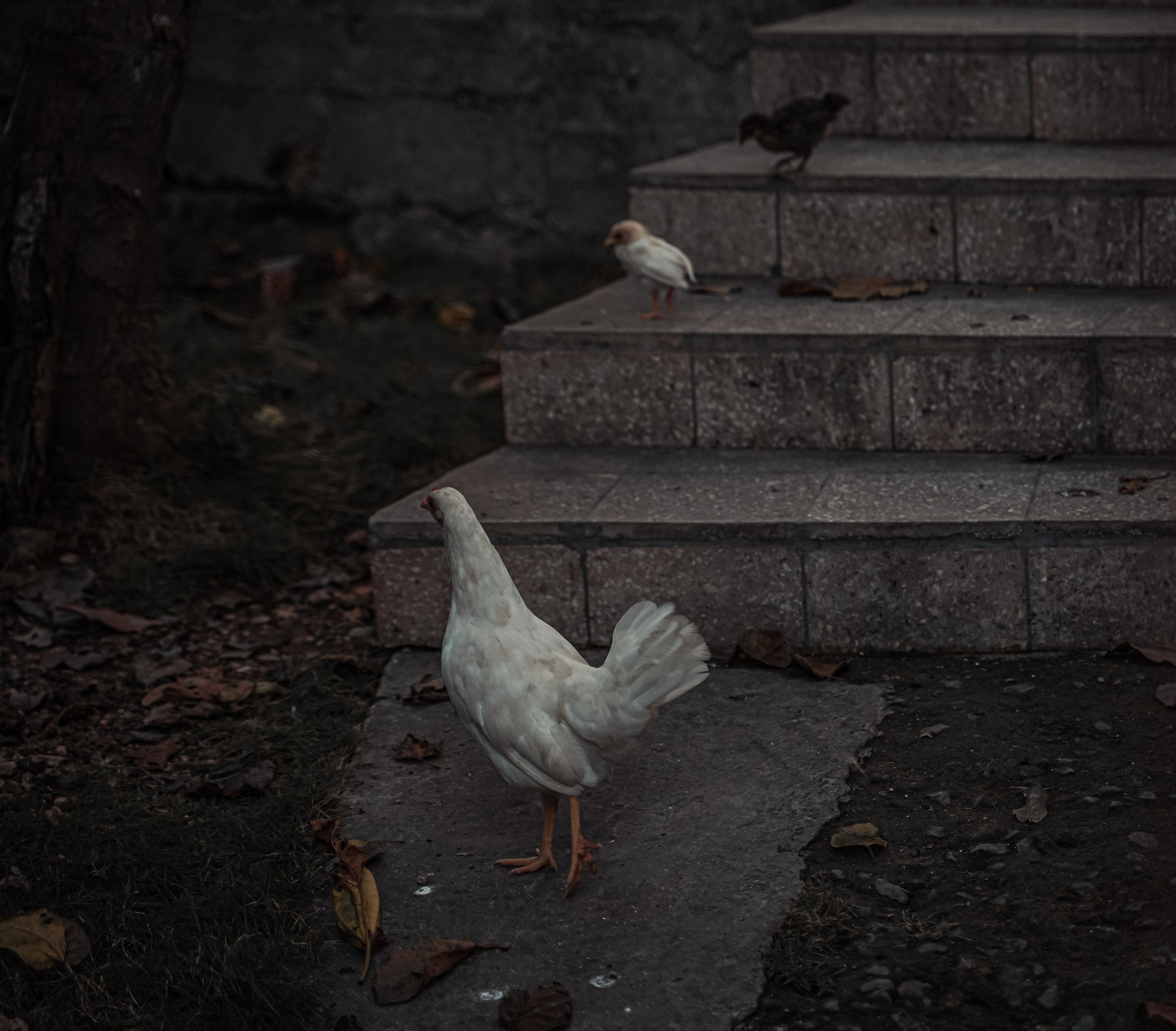 Пернатый психоз. Стрит-фотография, полная абсурда, идиотизма и красоты