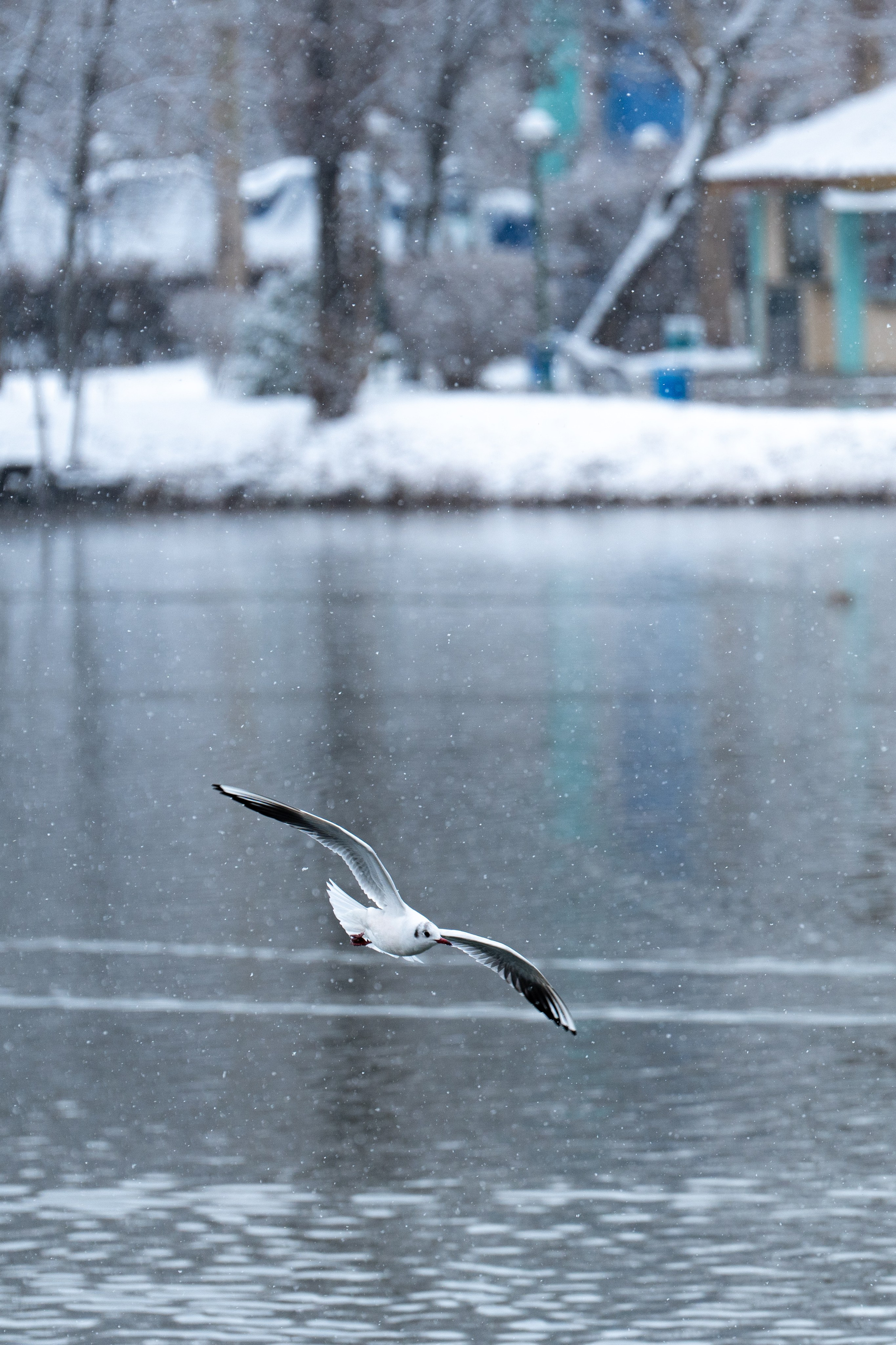Первый снег в 2024 году. Георгий Намазов | Фотограф в Ташкенте