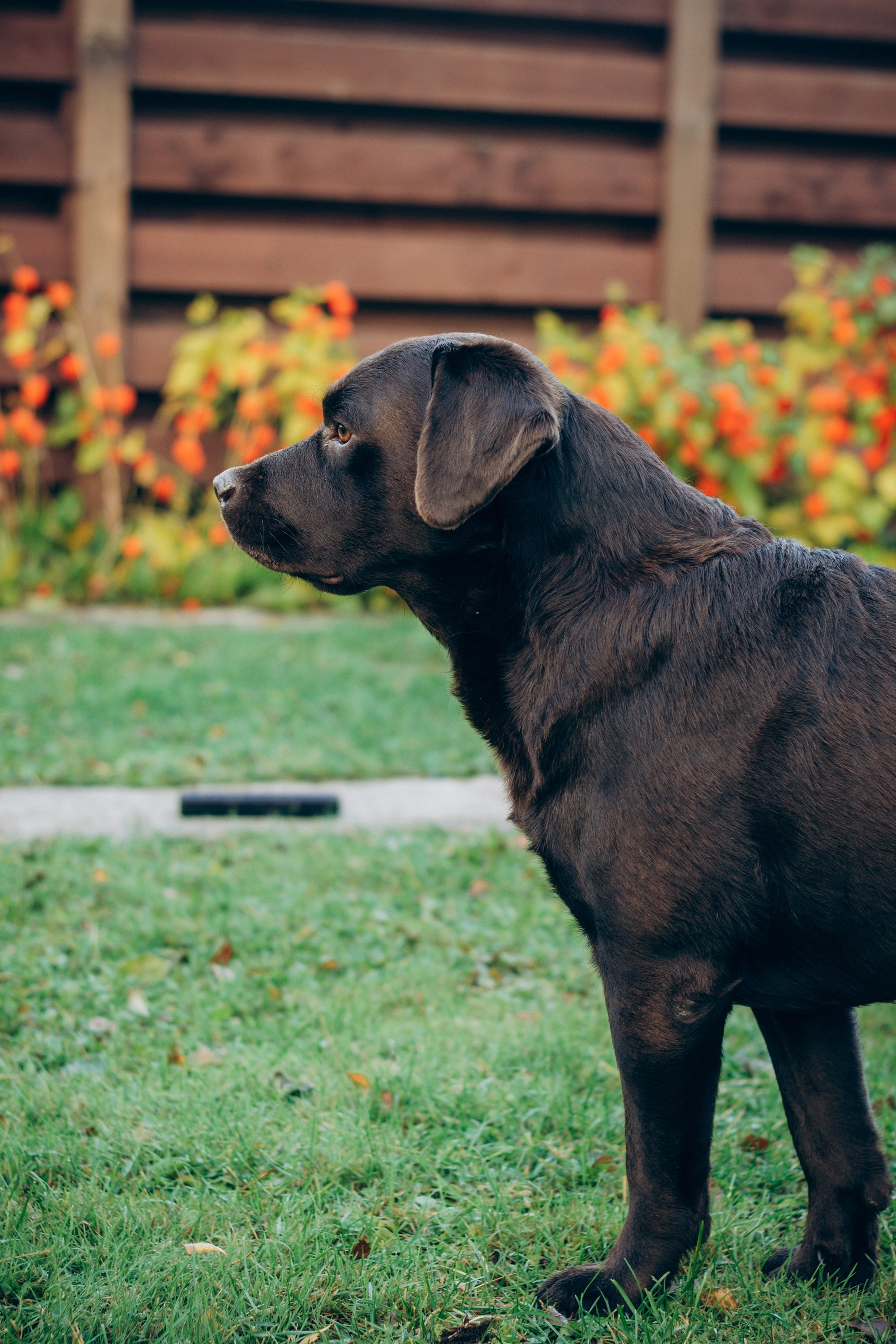 Harvi, chocolate Labrador Retriever. Kat Laisaar — Pet photographer in Tallinn
