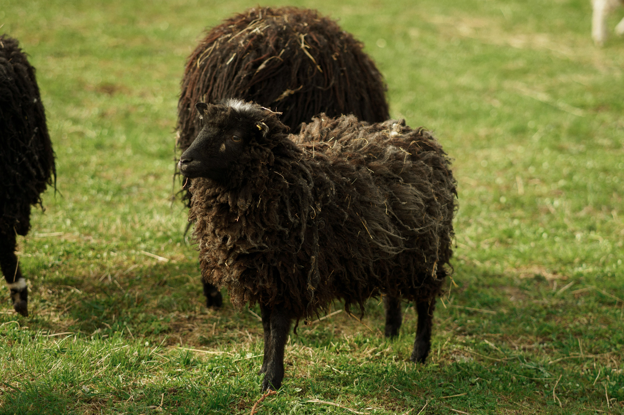Herding Days, 26 apr. 2025. Kat Laisaar — Pet photographer in Tallinn