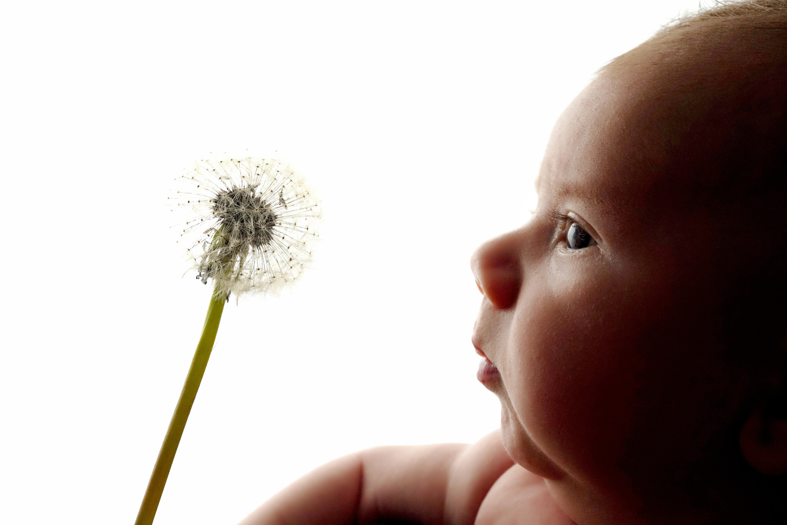 Ein kleiner Engel mit einer Pusteblume