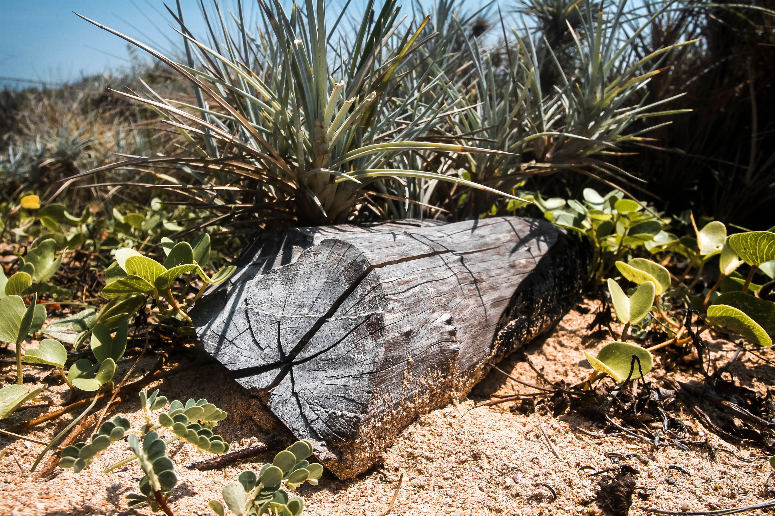 Sri Lanka. Art Photographer