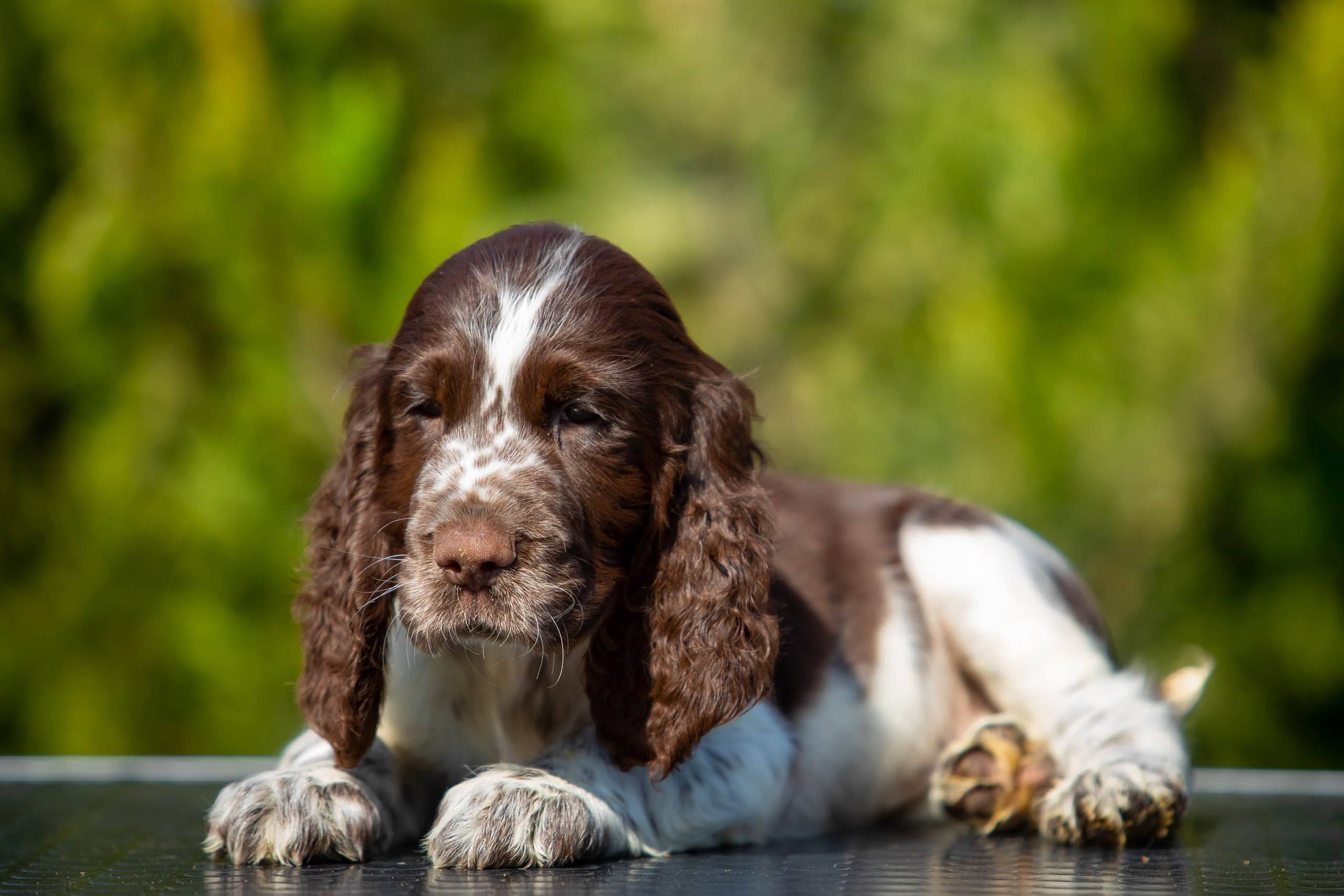 Female — Pink collar 💗. Website of the titled stud dog of the Springer Spaniel breed