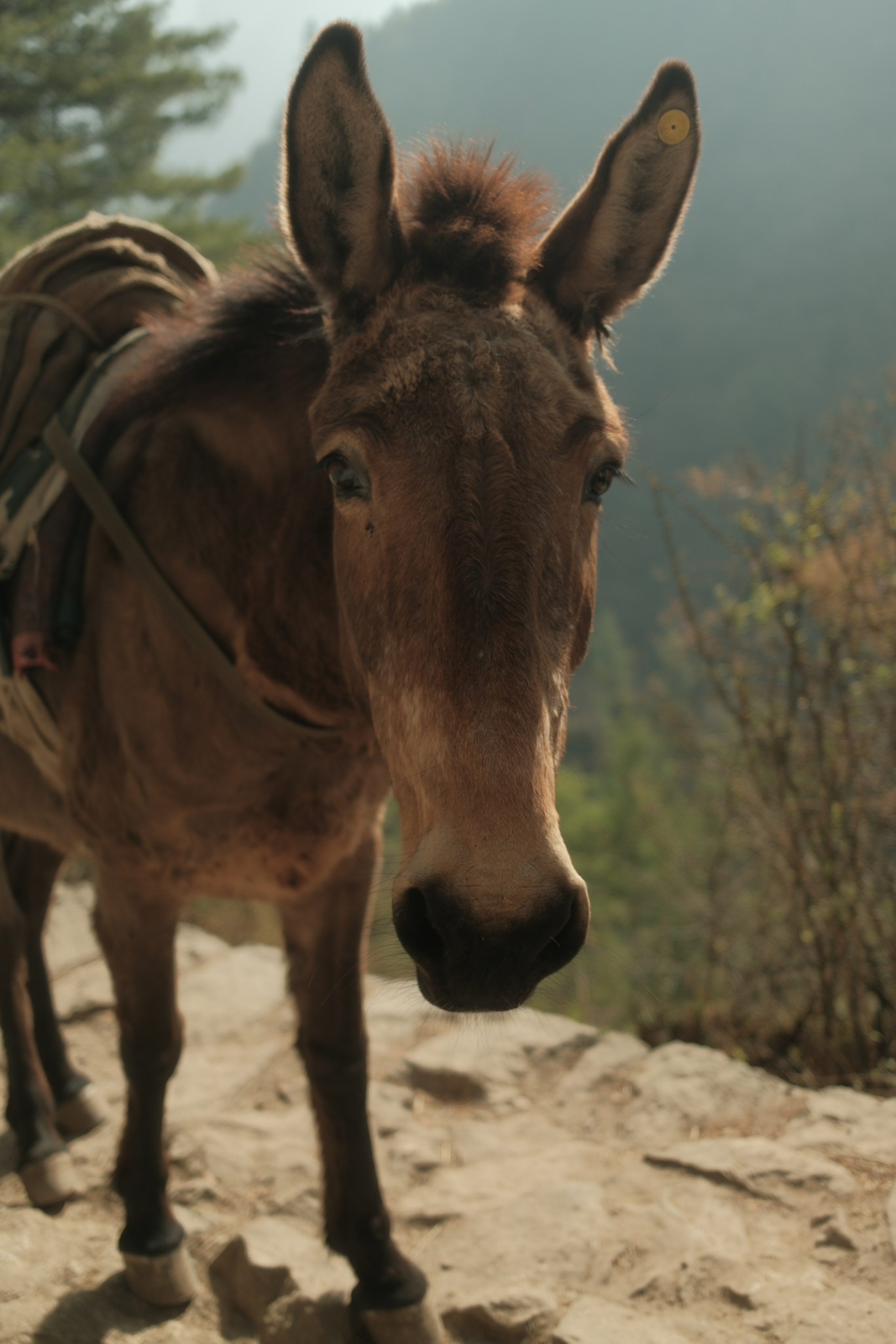 Nepal. Patricia Morenci — Mountain Adventures for the Wild at Heart