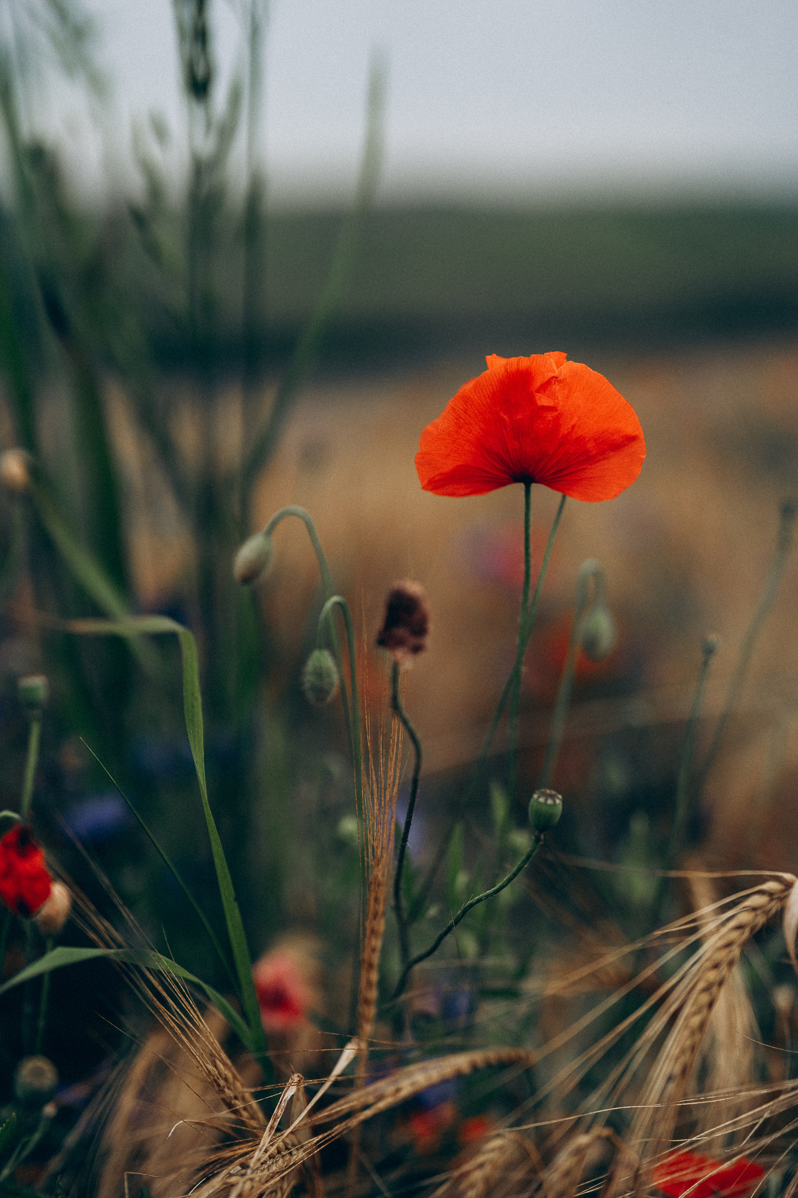 Poppy flowers. Familien, Portrait und Konzeptualfotografie in Genf, Schweiz