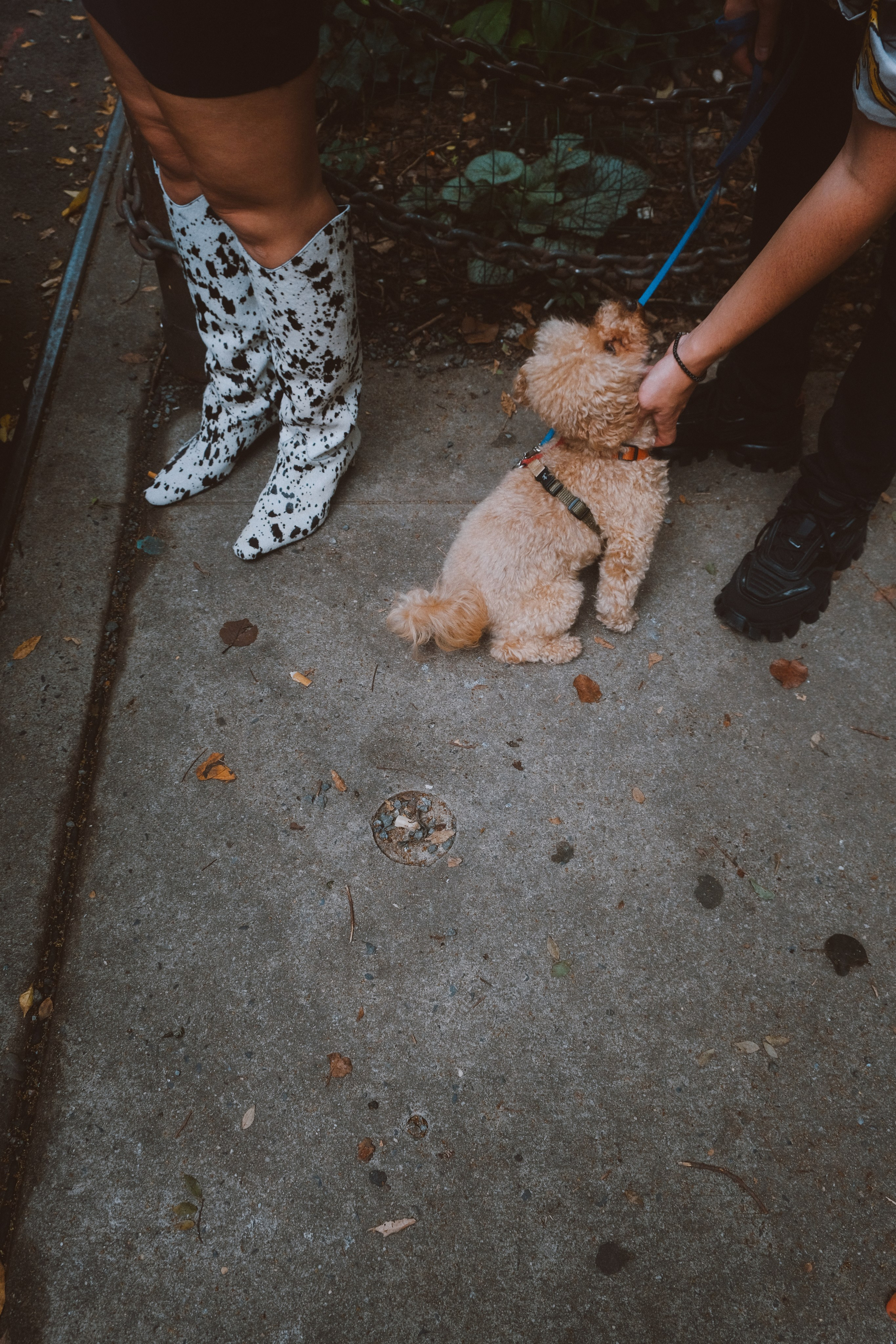 Annie, Egor & Locky. New York Photographer Sveta Zemskova, NYC Photo