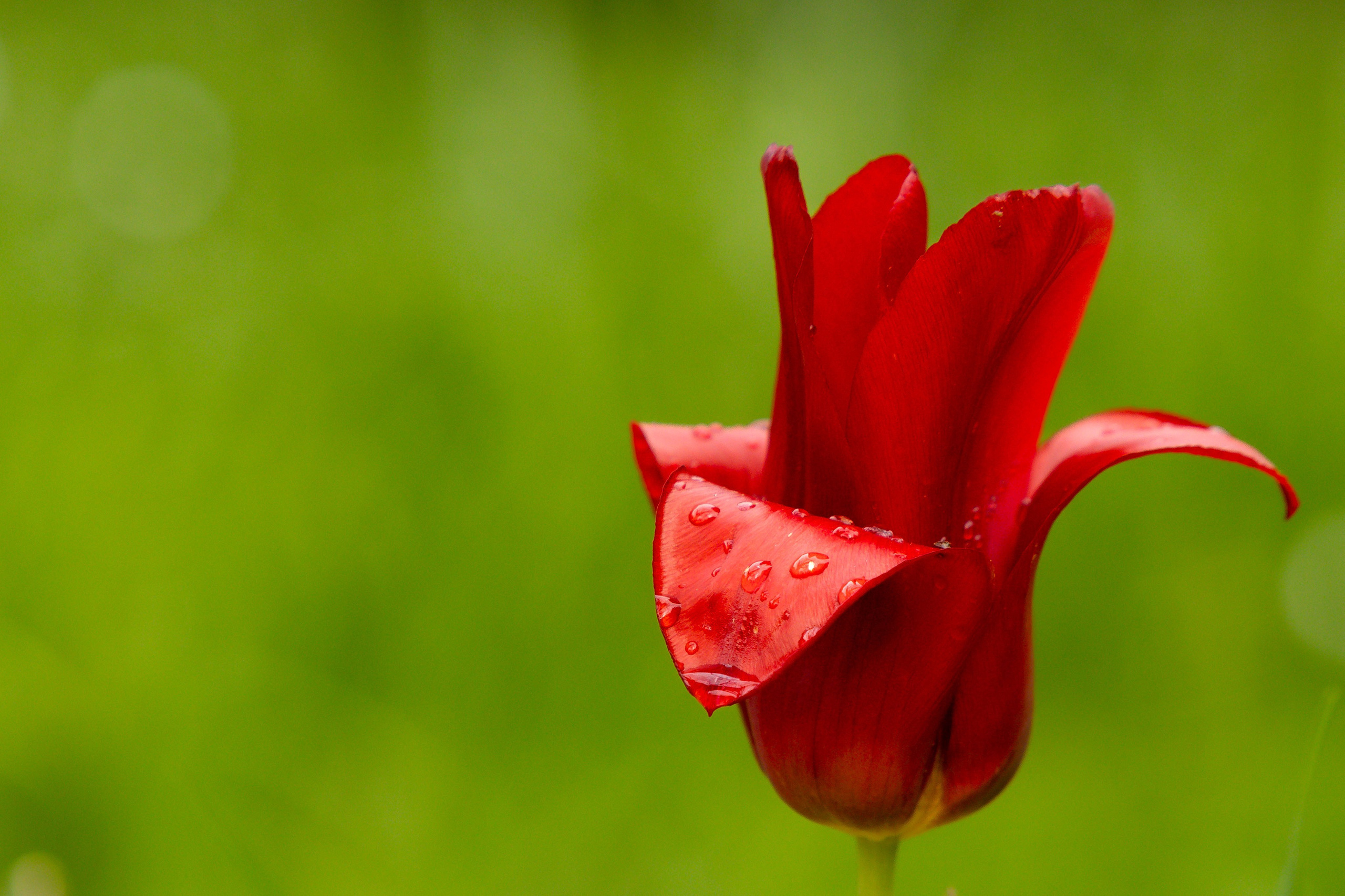 Portret bebeluș la botez realizat de Mitroi Iulian