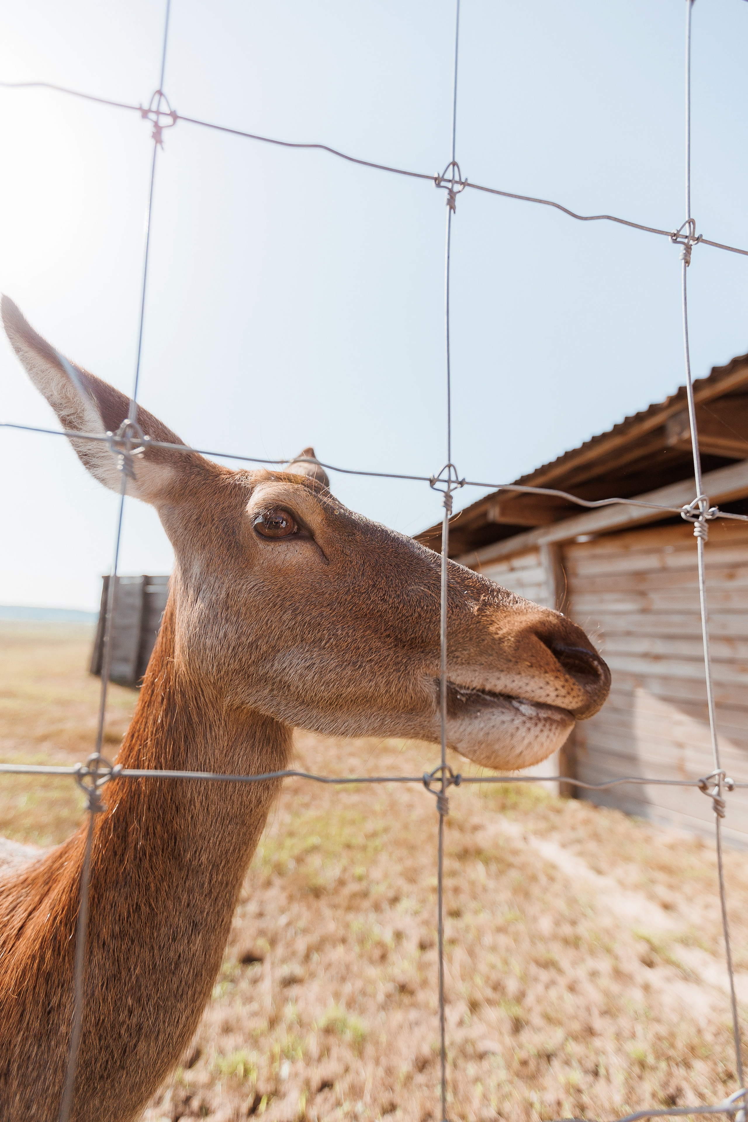 Екопарк Аміла. Ірина Терещук
