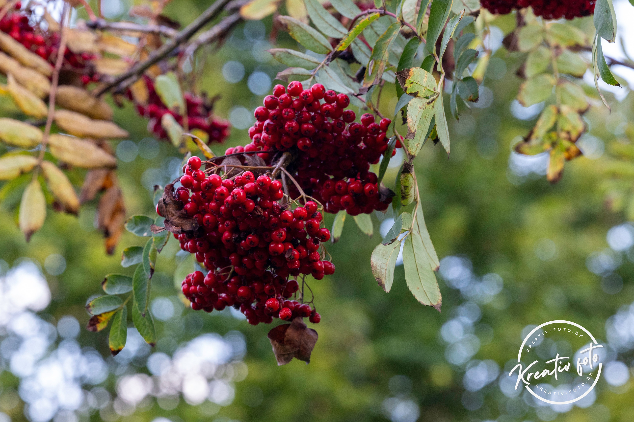 Efterår. Fotograf Aarhus | Portrætfoto Århus | Flotte billeder